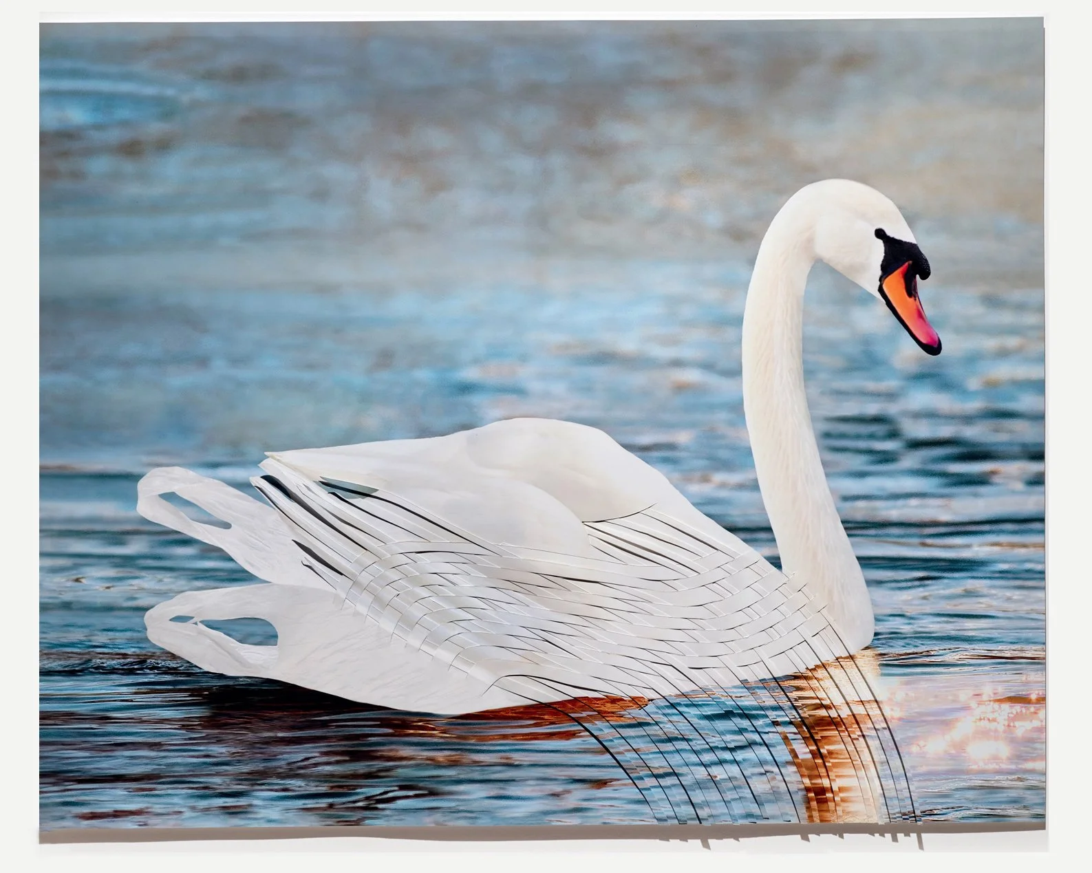 White Swan 2024-Epson Archival Ink on enhanced matte paper, 24” x 30” (61 x 76cm)