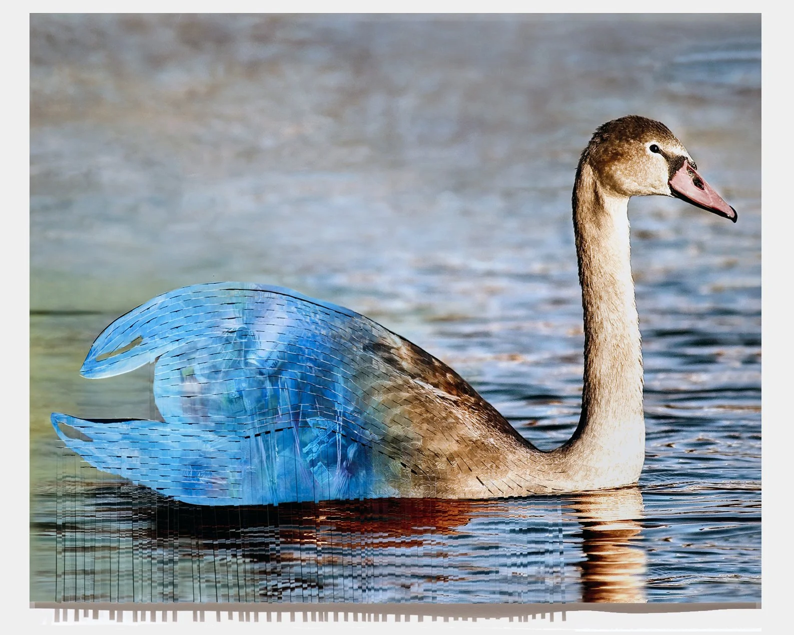 Brown Swan 2024-Epson Archival Ink on enhanced matte paper, 24” x 30” (61 x 76cm)