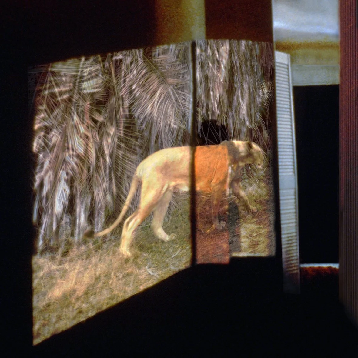 Crawling Out of Limbo_Lioness 1992 @ Ramona Ramlochand