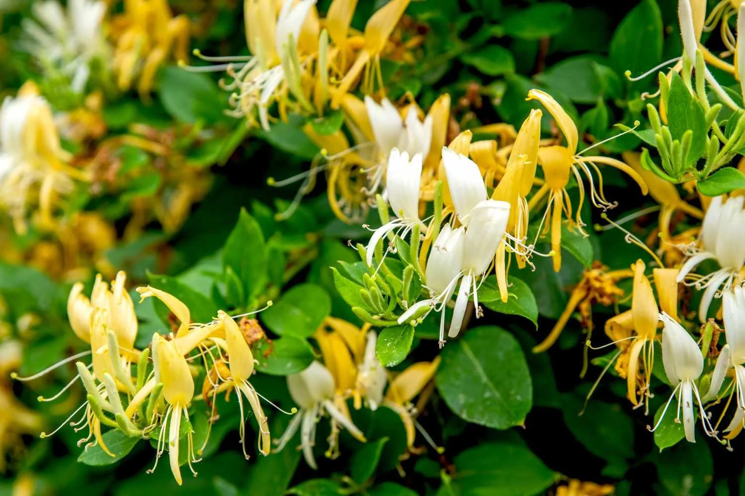 Invasive Plant Control