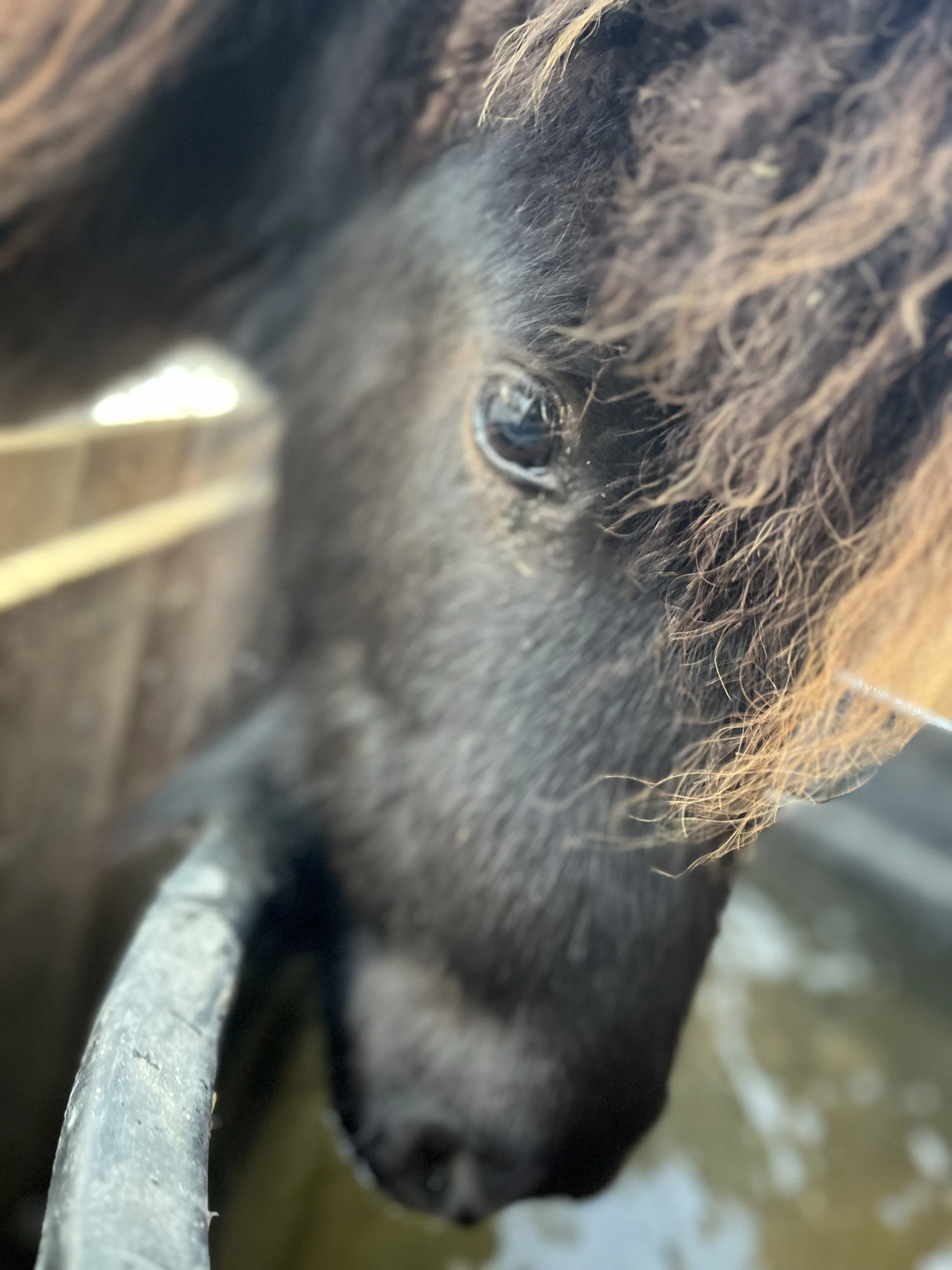 Owner Integration Session