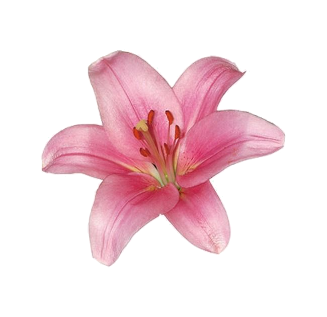 Pink lily flower with six petals, stamen, and pistil