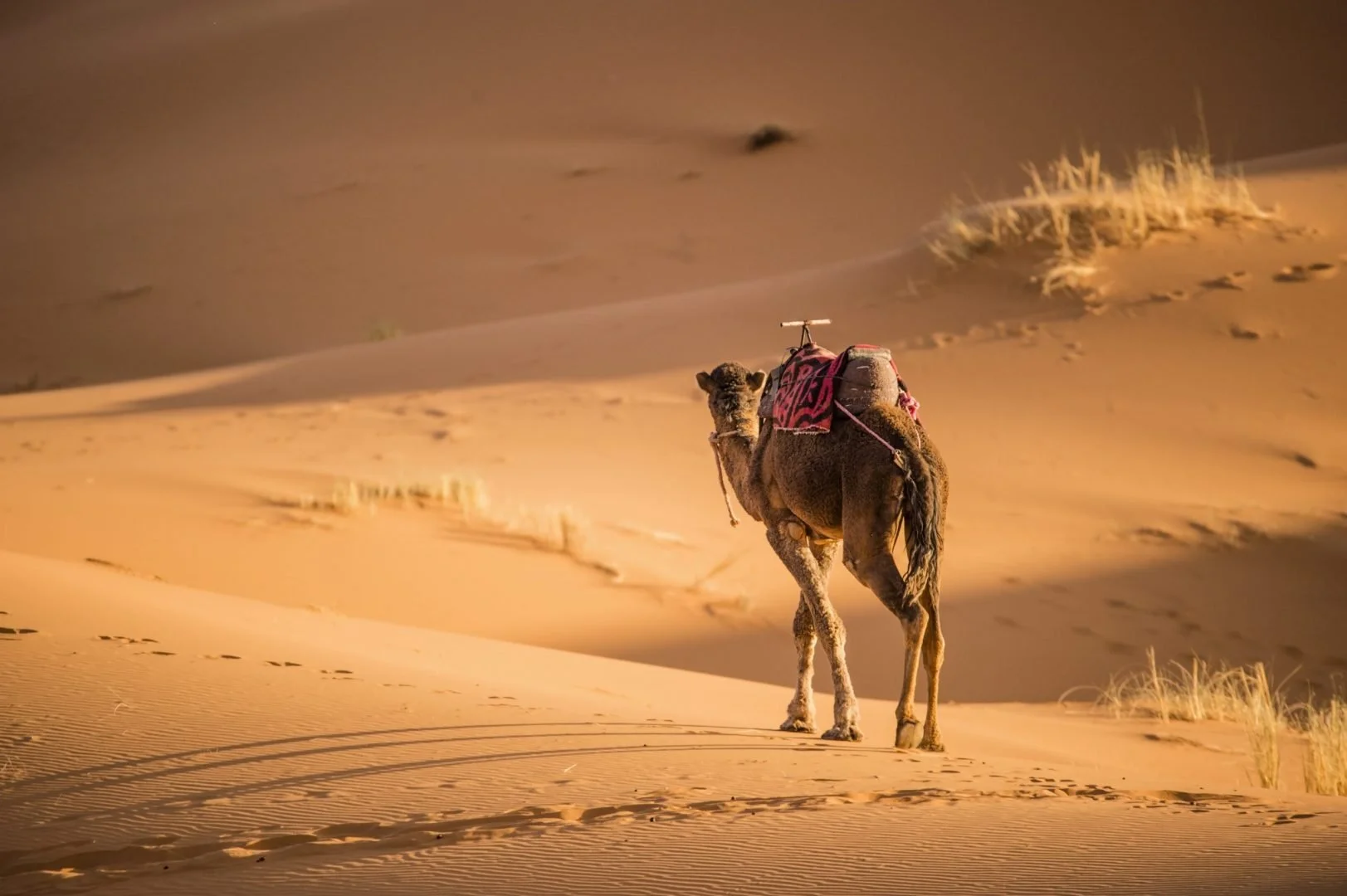 GettyImages-822147124-scaled.jpg