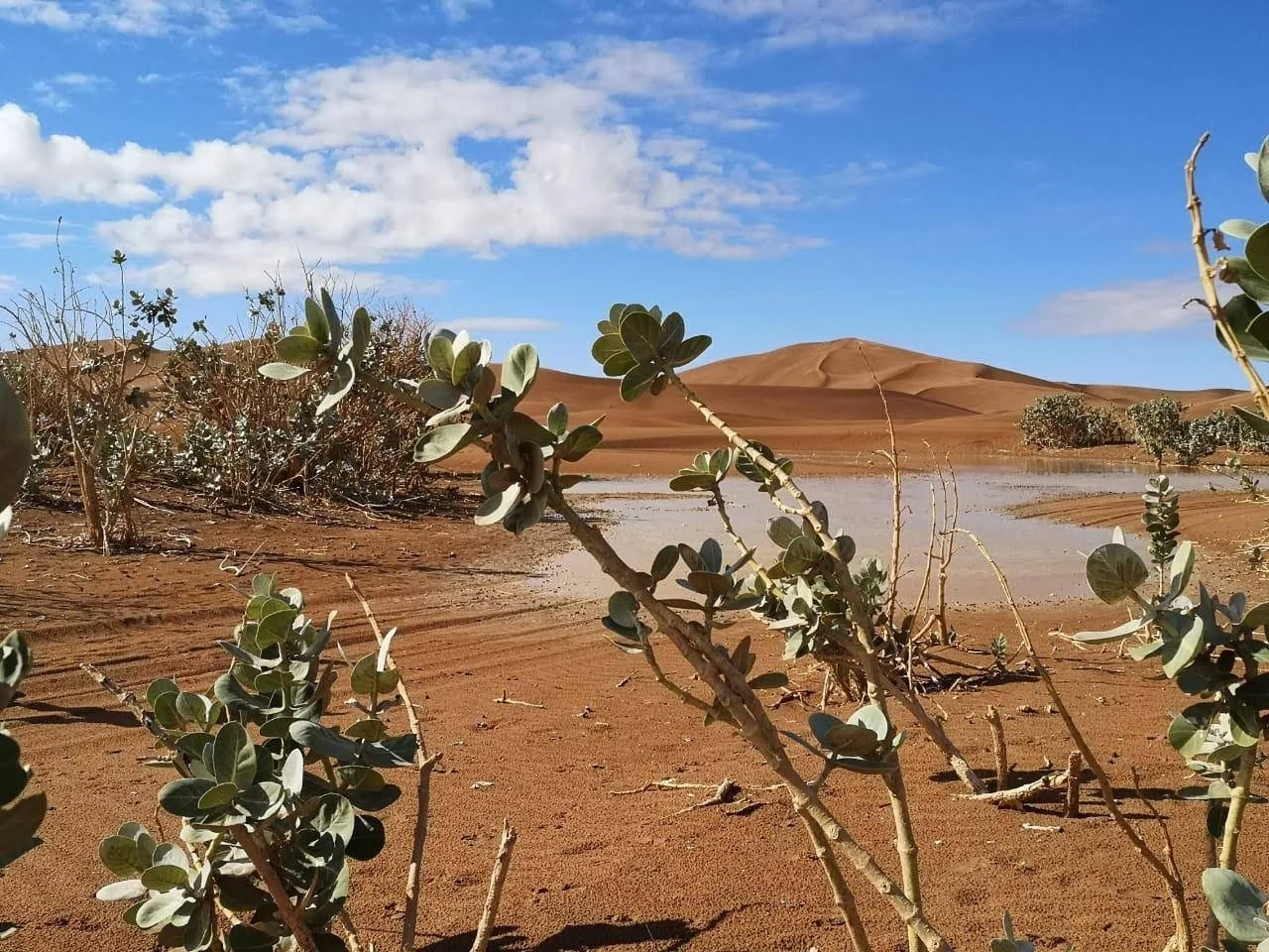 Locations_Sahara.jpg