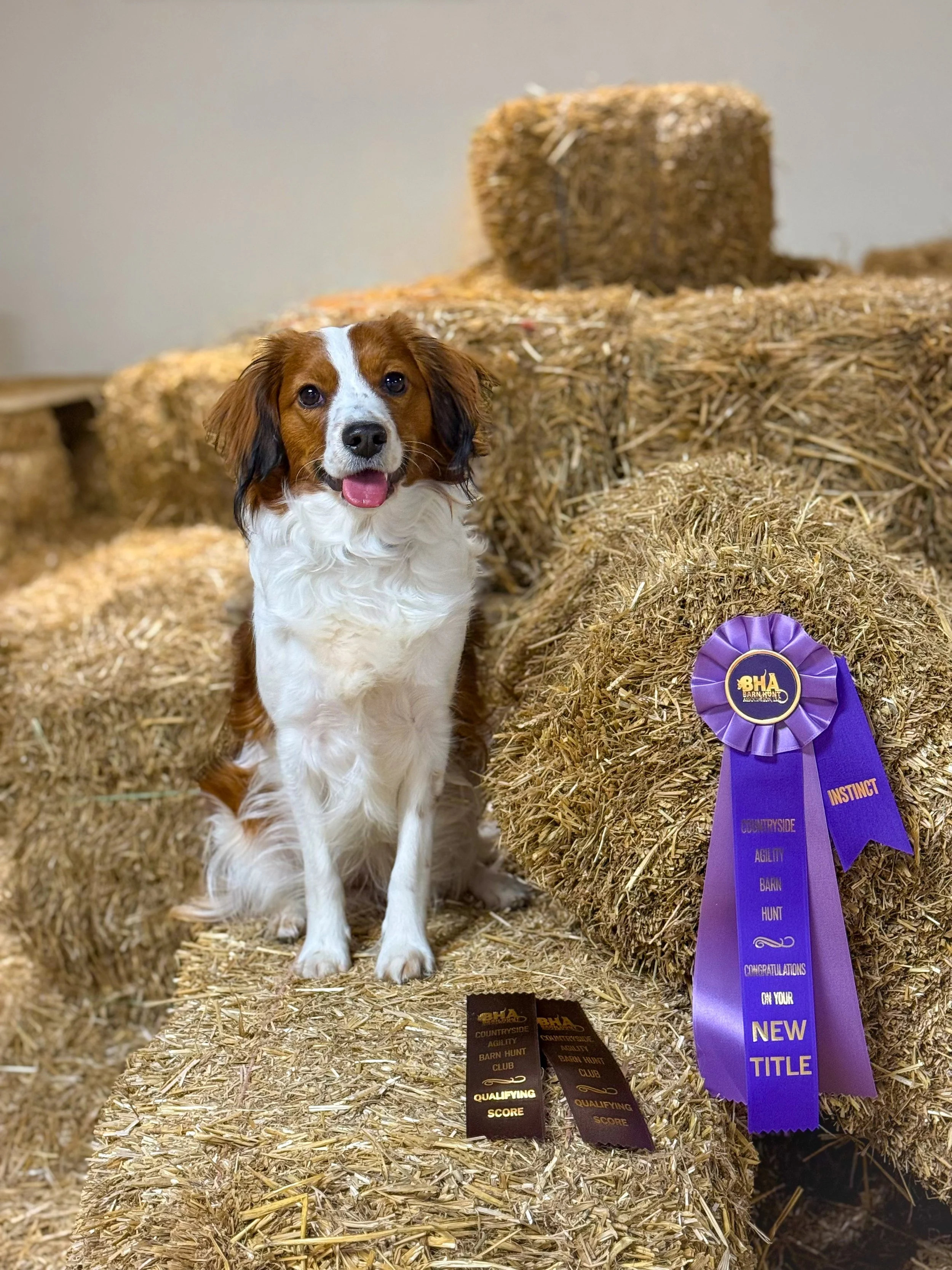 Kenya, a Nederlandse Kooikerhondje, posing with her new Instinct title ribbon earned in Barn Hunt.