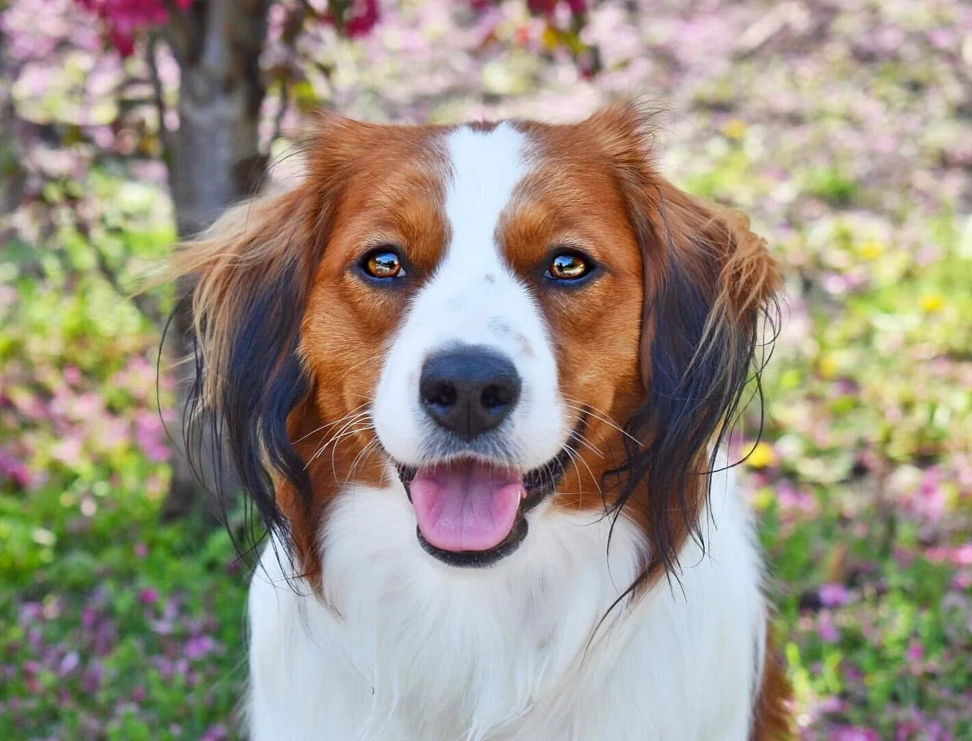 Close-up portrait of Walter, a Kooikerhondje, looking happy among pink flowers and green grass.