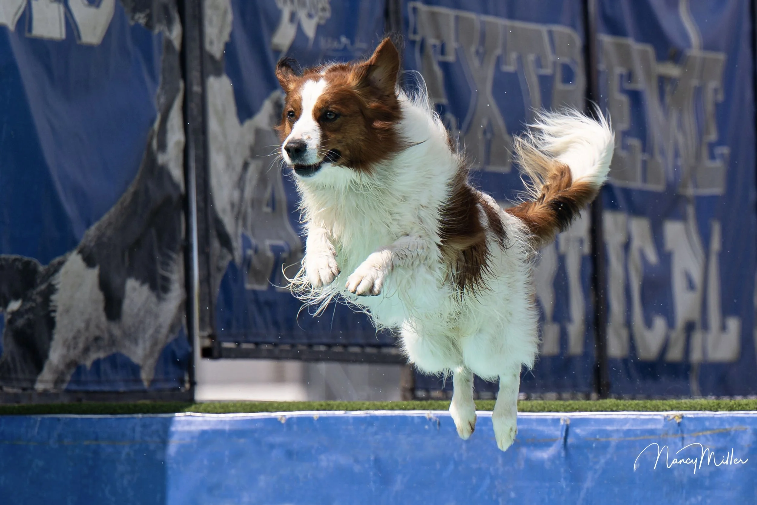 Walter, a Kooikerhondje, jumping into the water during a dock diving competition.