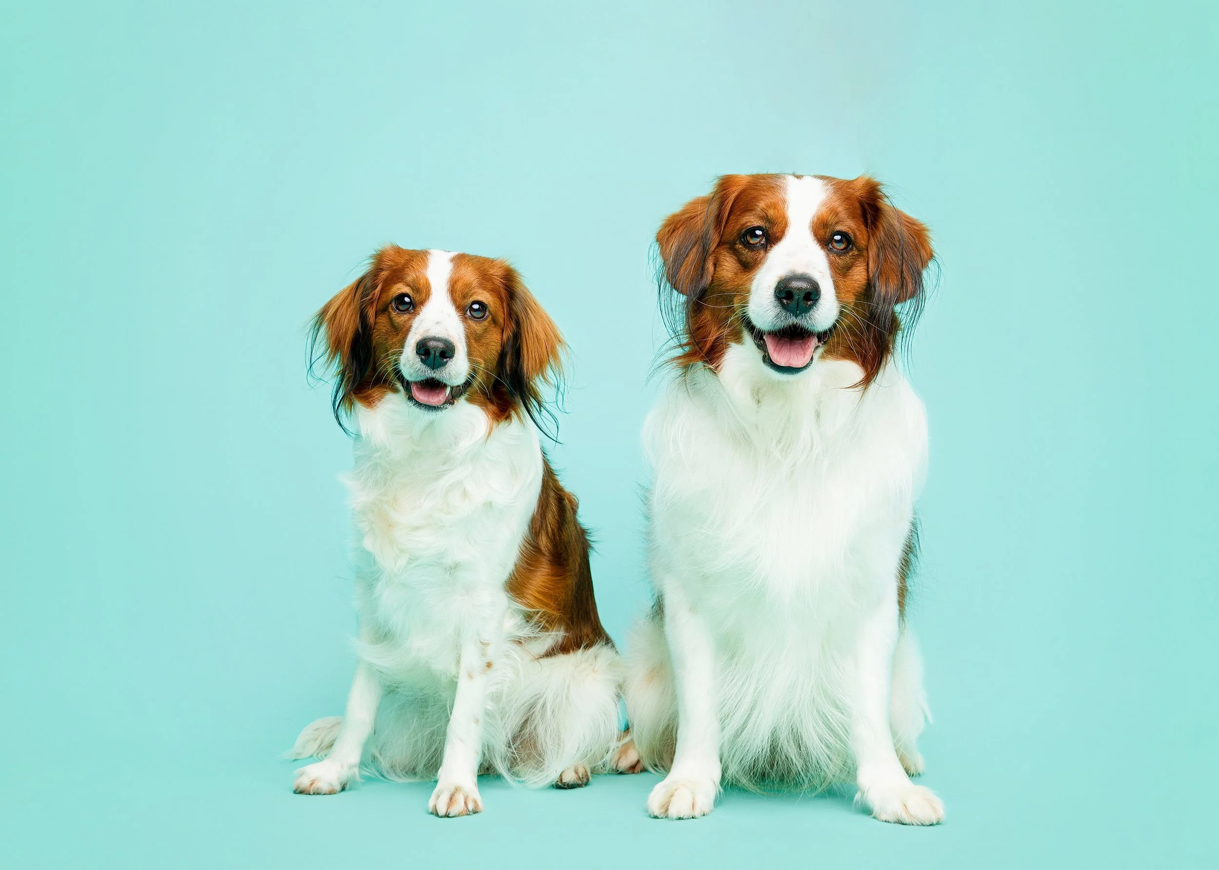 Two Kooikerhondje dogs with happy expressions standing against a light blue background.