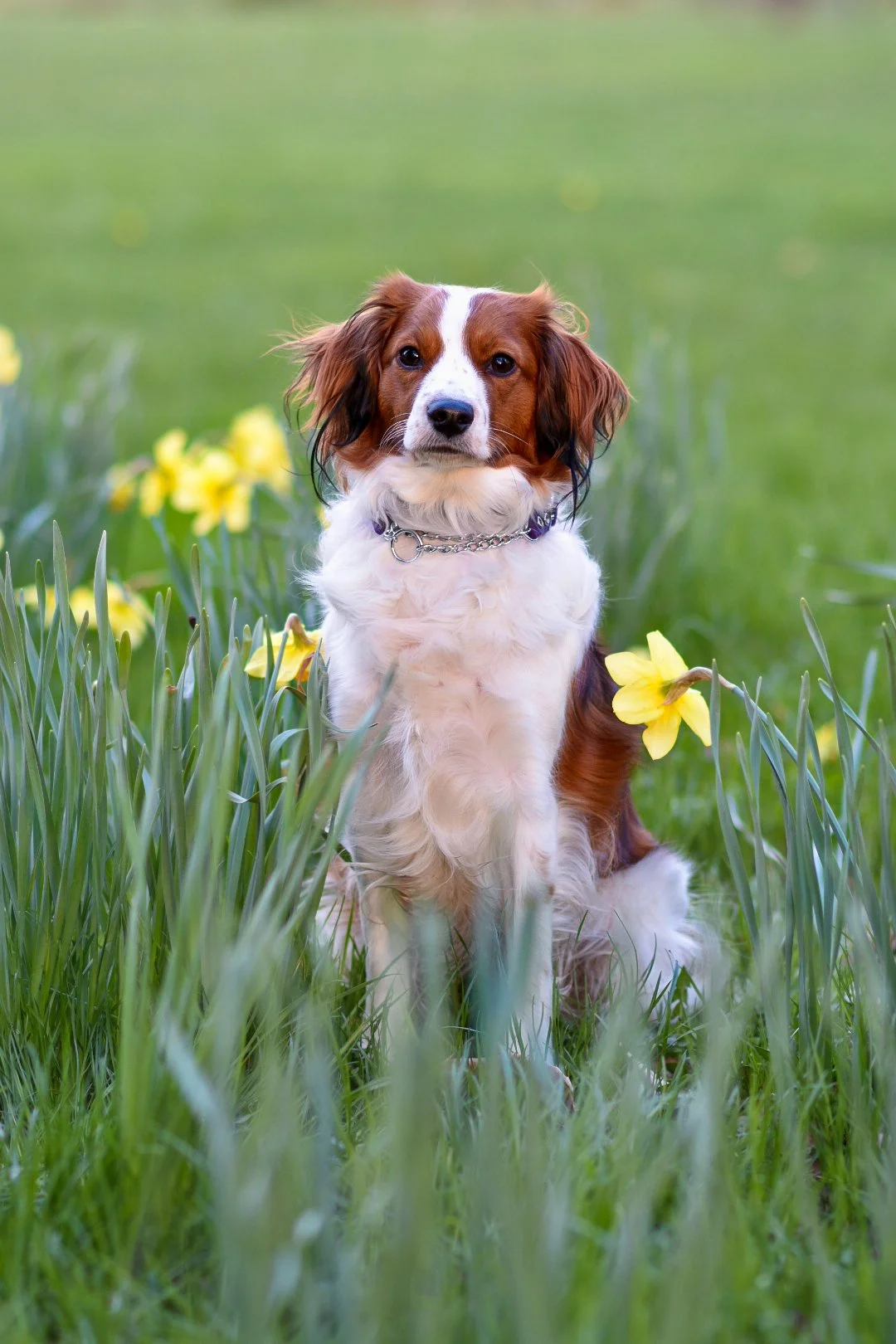 Kenya, a Kooikerhondje, sitting in green grass among blooming yellow daffodils.