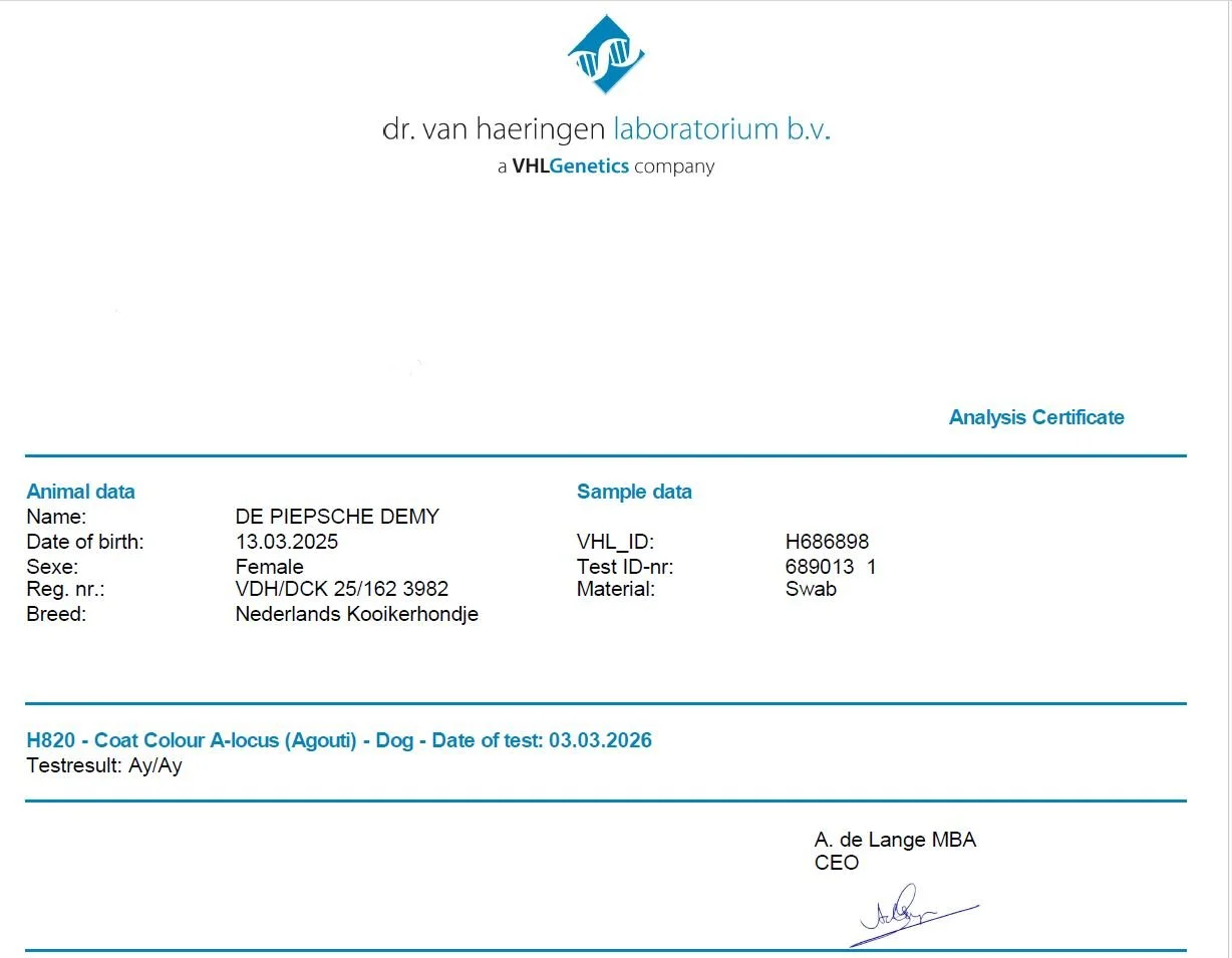 VHL Genetics analysis certificate for Kenya, De Piepsche Demy, a Nederlandse Kooikerhondje, showing her Ay/Ay coat colour genotype (non-carrier for tri-colour).