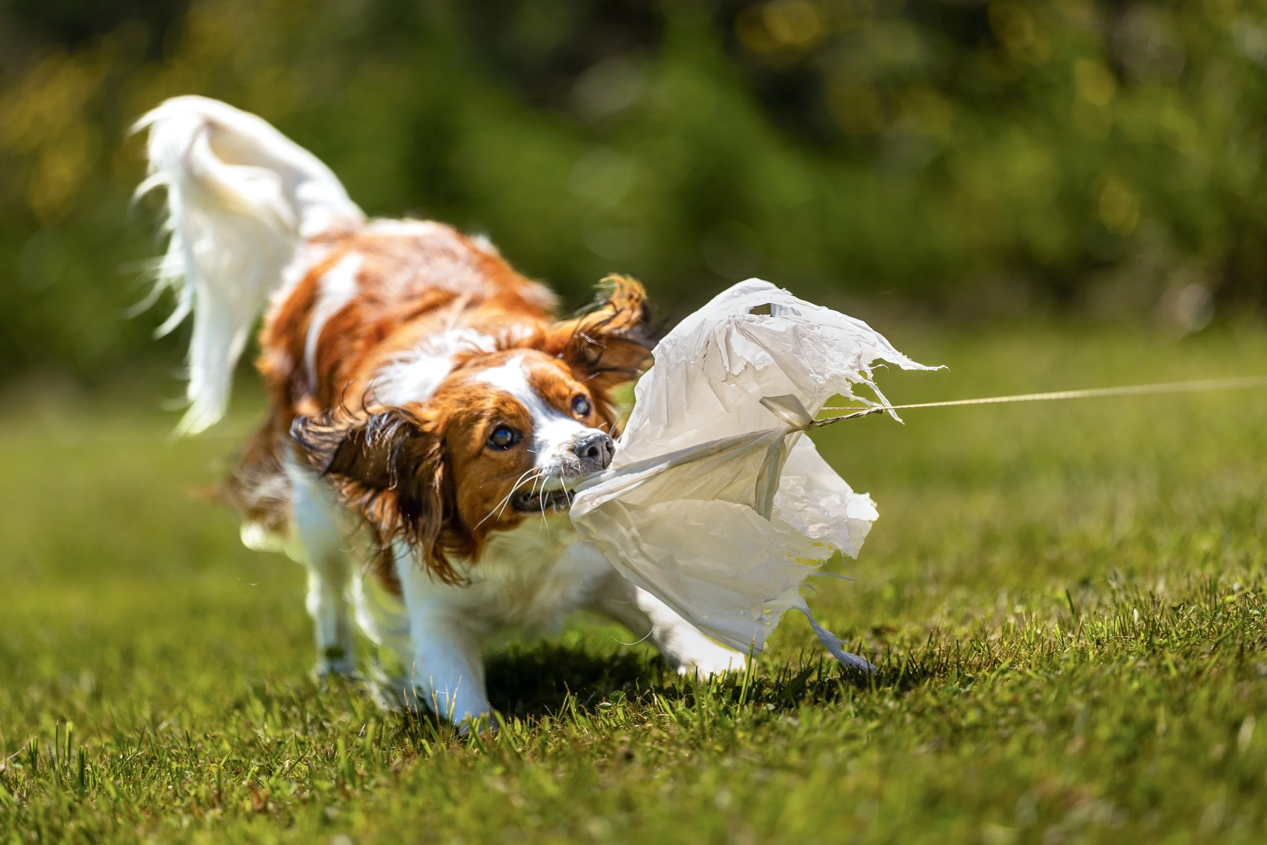 Kenya, a Kooikerhondje, tugging at the lure after a Fast CAT run.