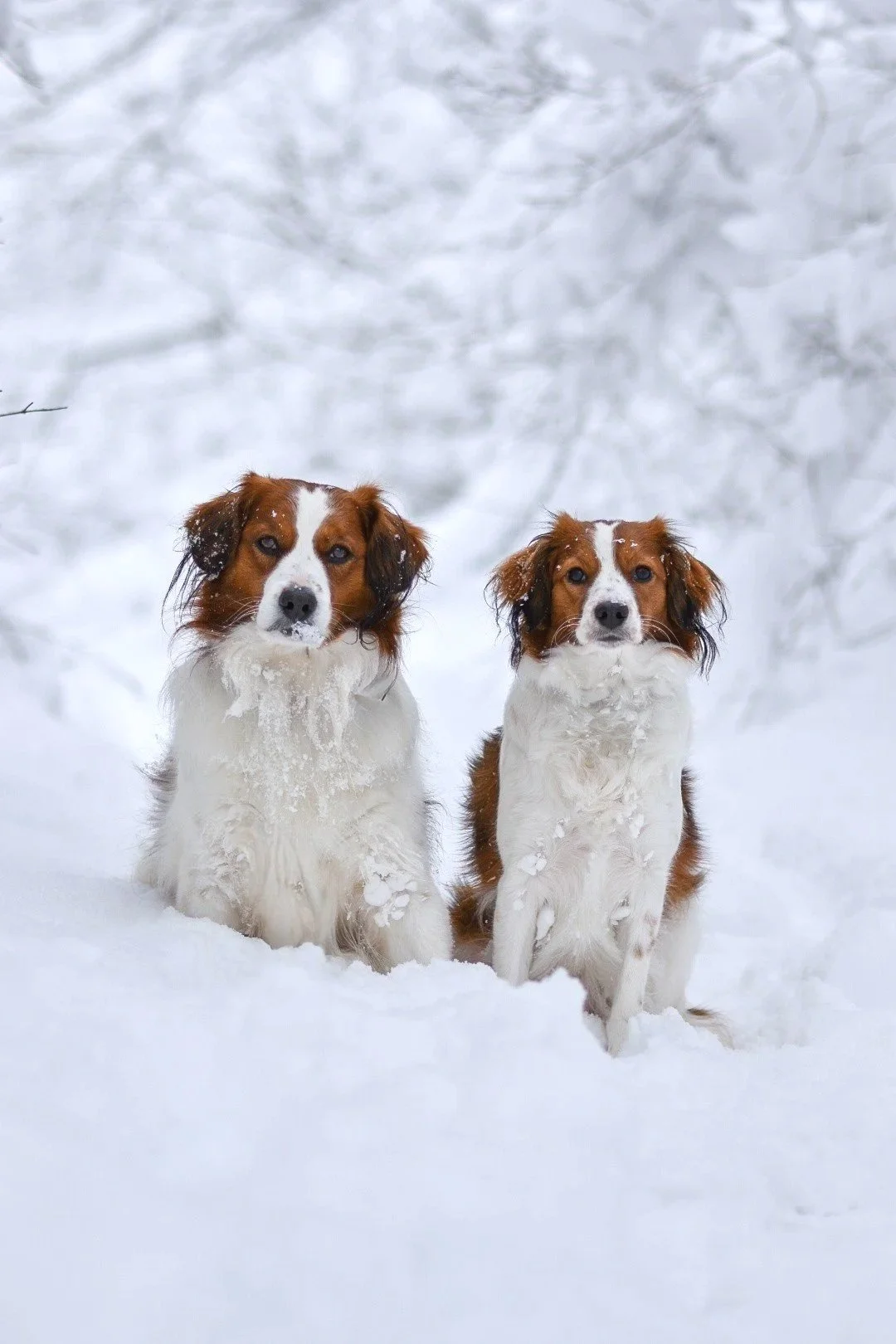 Walter and Kenya, two Nederlandse Kooikerhondjes, sitting in the Canadian snow, looking at the camera with a snowy background.