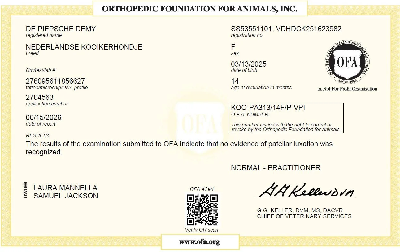 OFA patella examination certificate for Kenya, De Piepsche Demy, a Nederlandse Kooikerhondje, showing no evidence of patellar luxation.