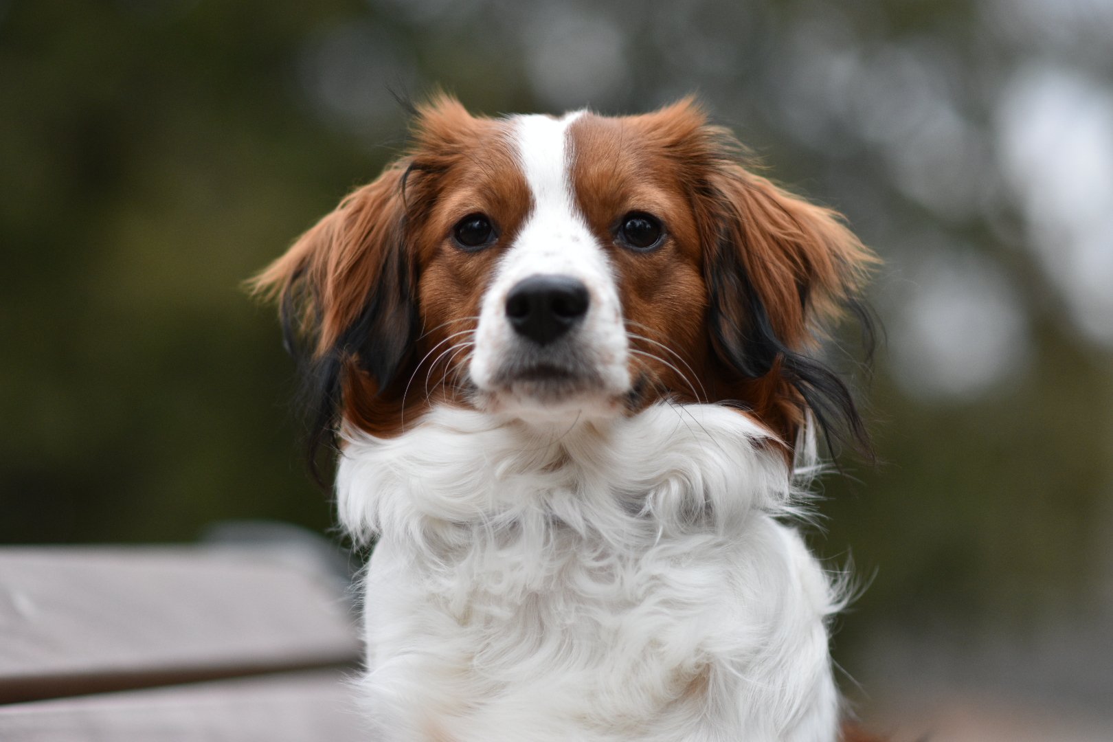 Close-up of a Kenya, a Kooiker, with a serious expression outside.