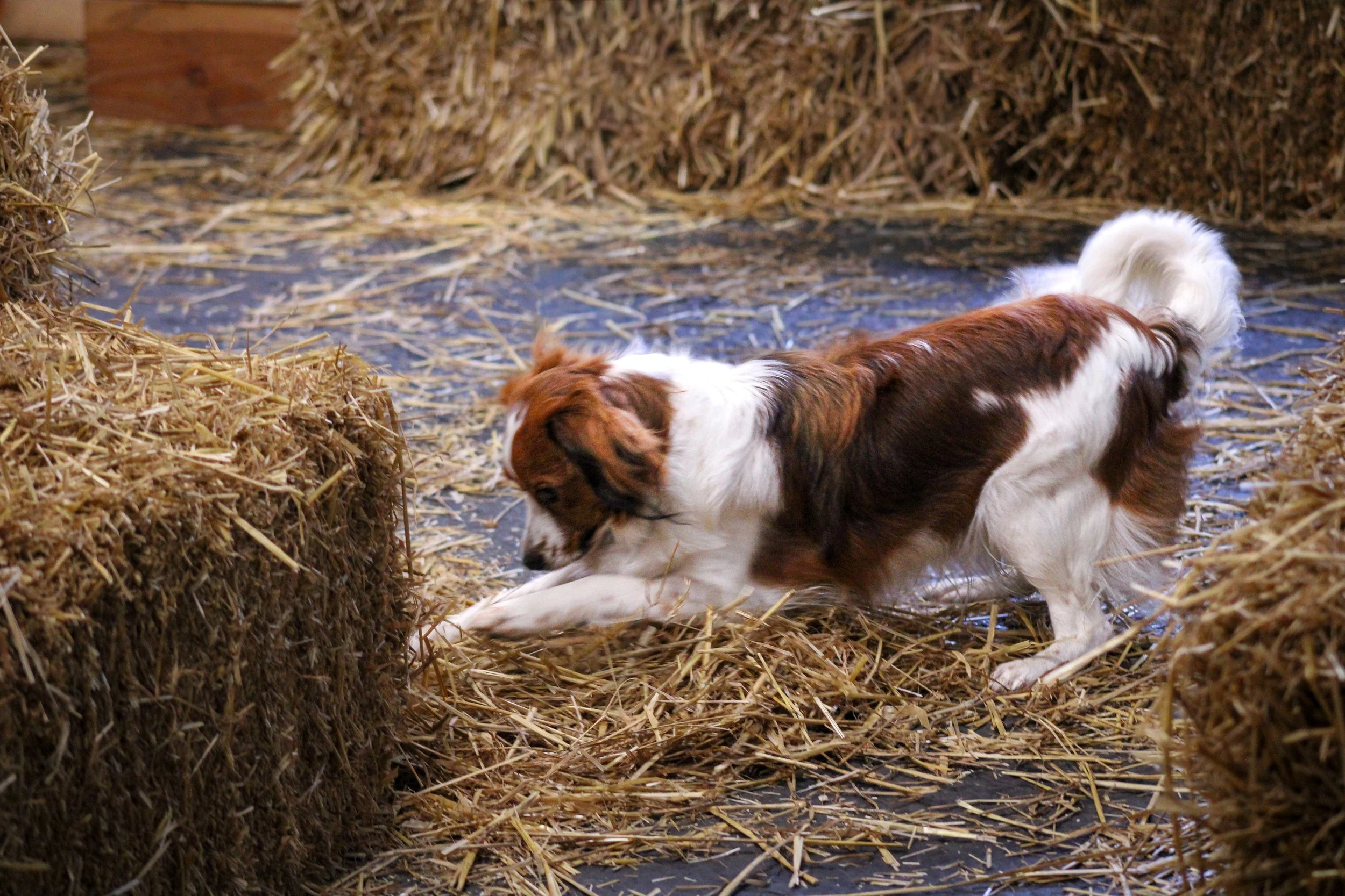 Kenya, a Nederlandse Kooikerhondje, in action searching through hay during a Barn Hunt competition.