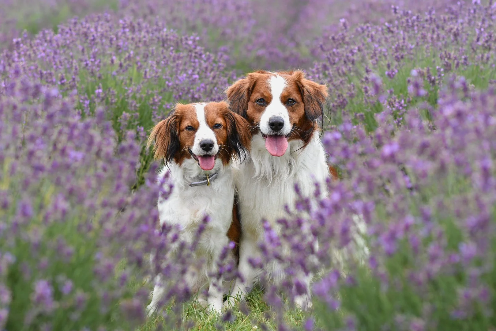Two Kooikers standing in a field of purple lavender flowers, smiling with tongues out.