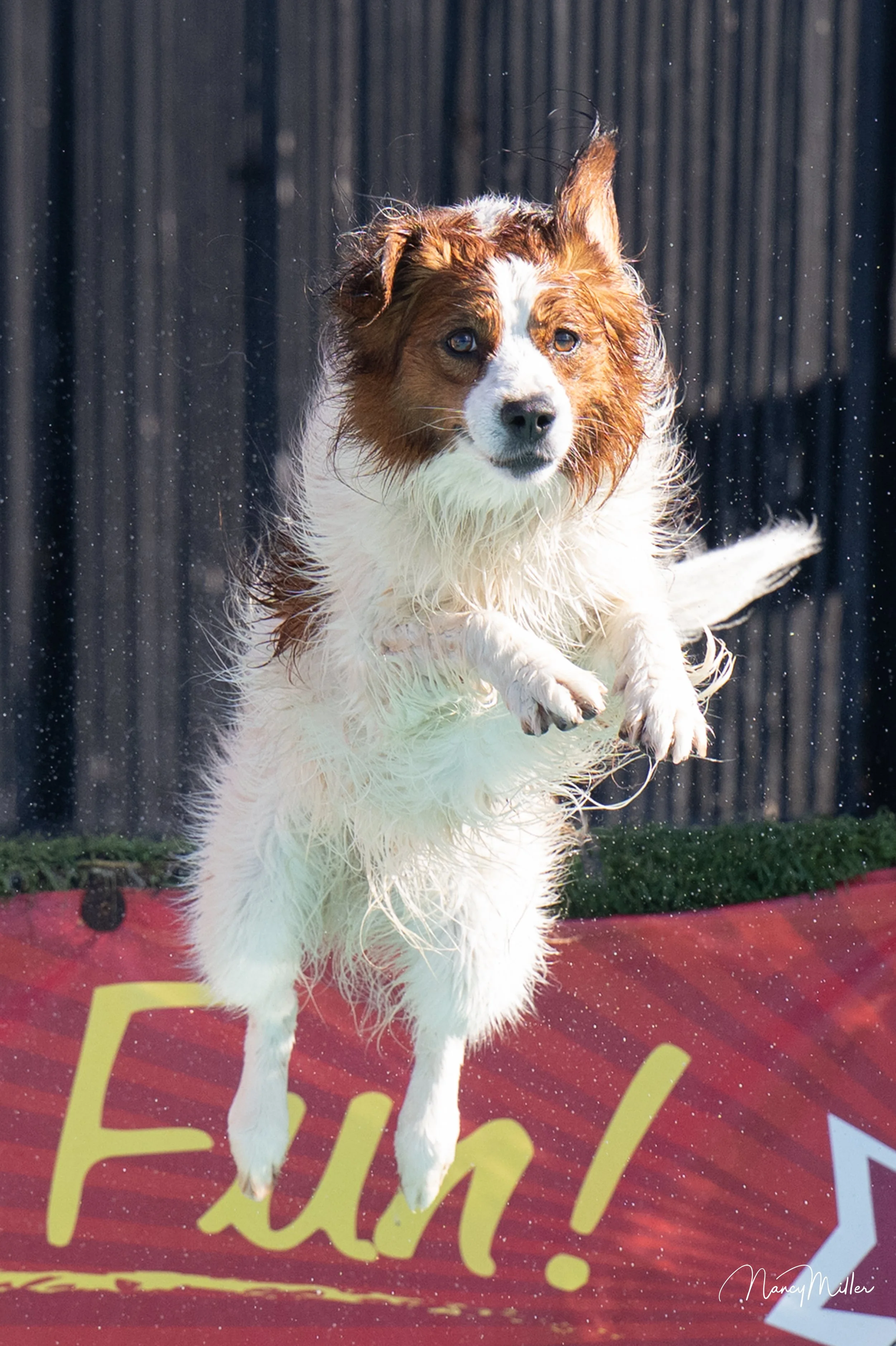 Walter, a Kooikerhondje, in action during a dock diving competition.