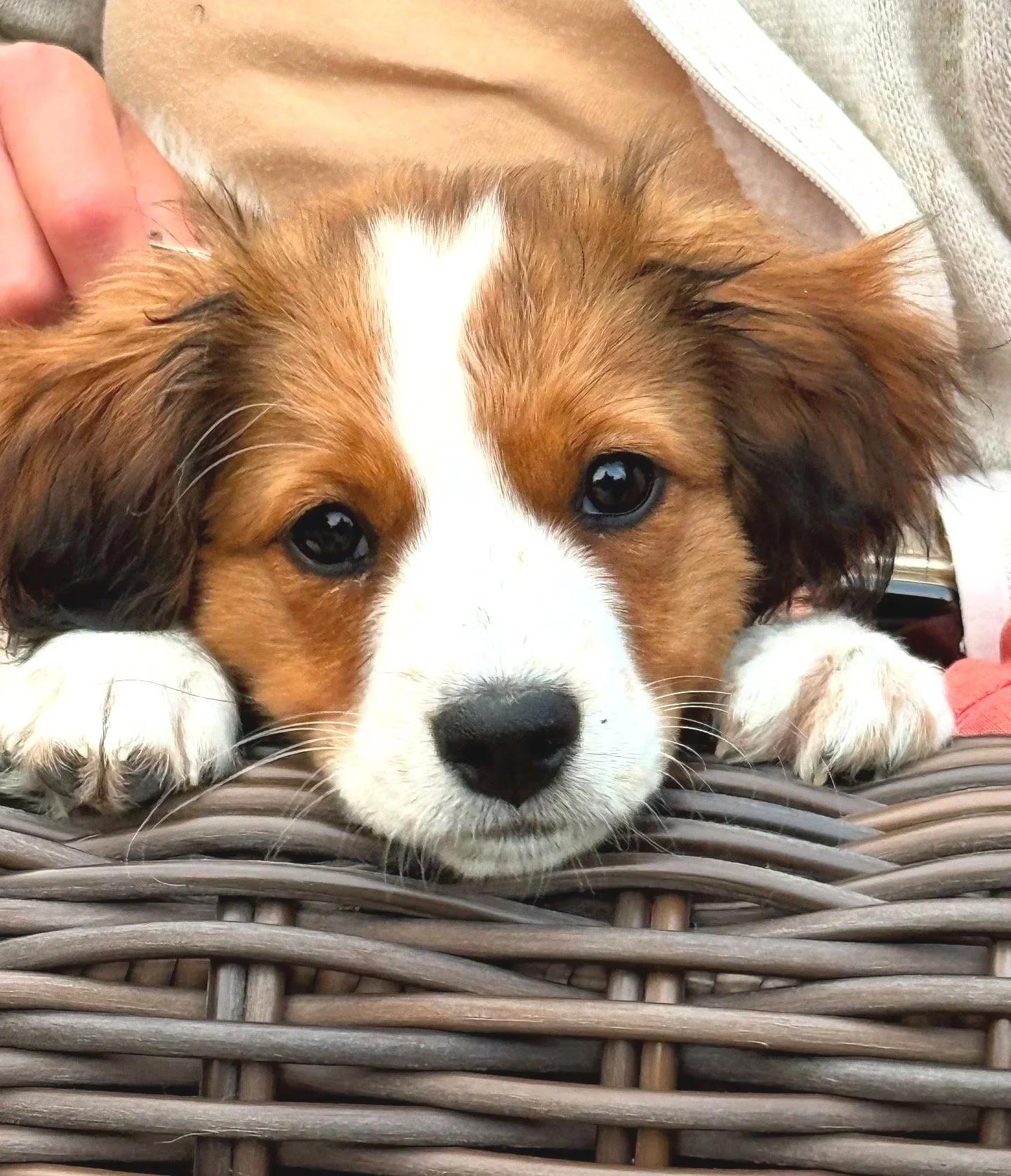 Kooiker Puppy