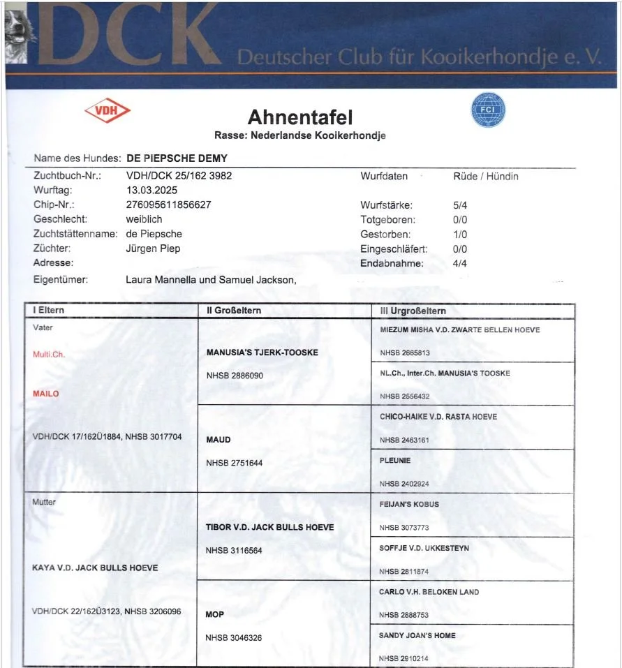 German pedigree (Ahnentafel) for Kenya, De Piepsche Demy, a Nederlandse Kooikerhondje born March 13, 2025, showing her European lineage.