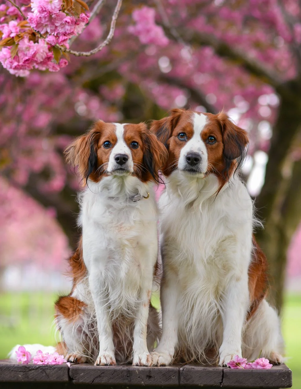 Two Kooikers with pink cherry blossom flowers on the ground and a pink cherry blossom tree flowering in the background.