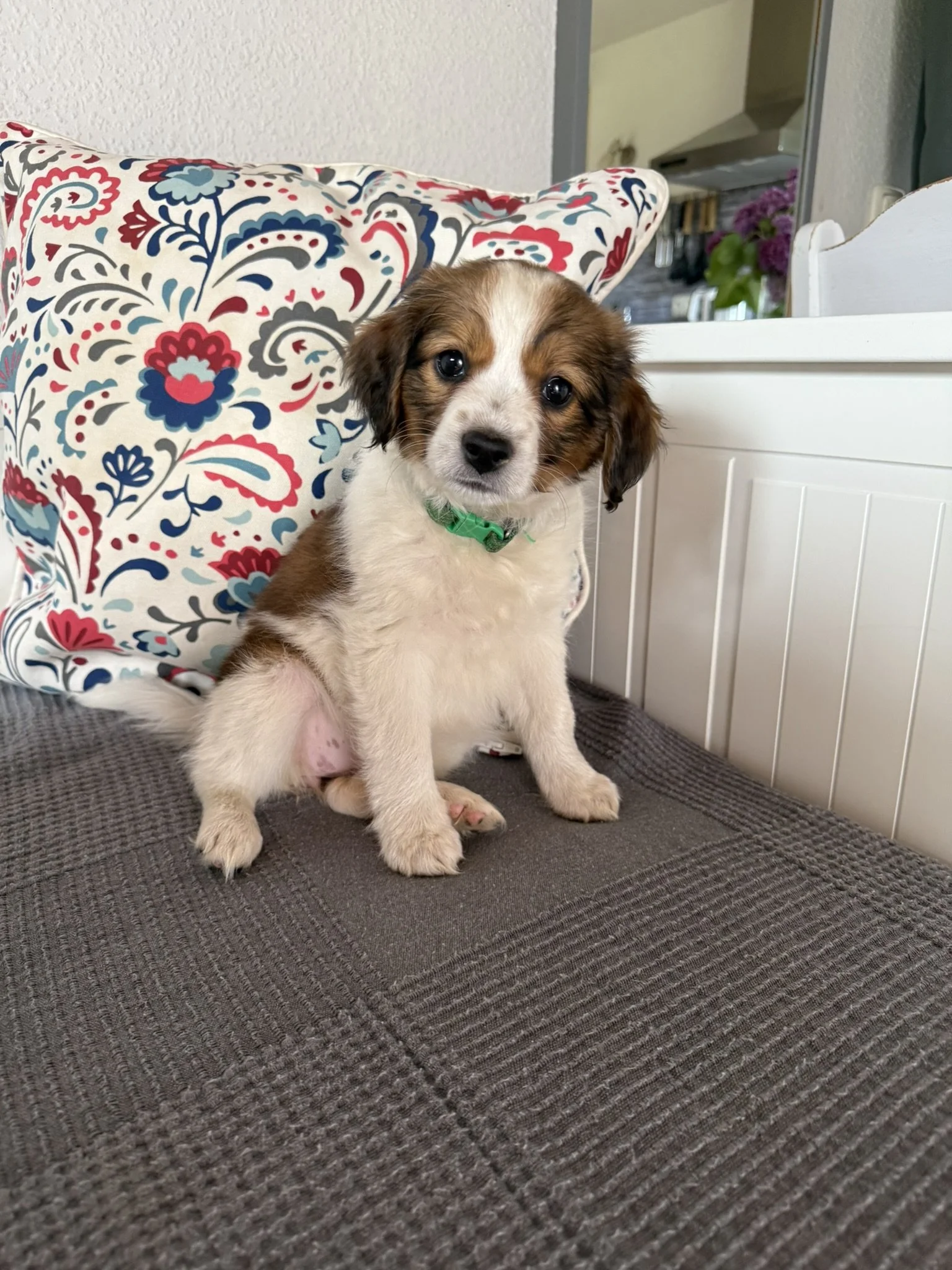 Kenya, a Nederlandse Kooikerhondje puppy, sitting on a sofa in Germany before coming home to Canada.