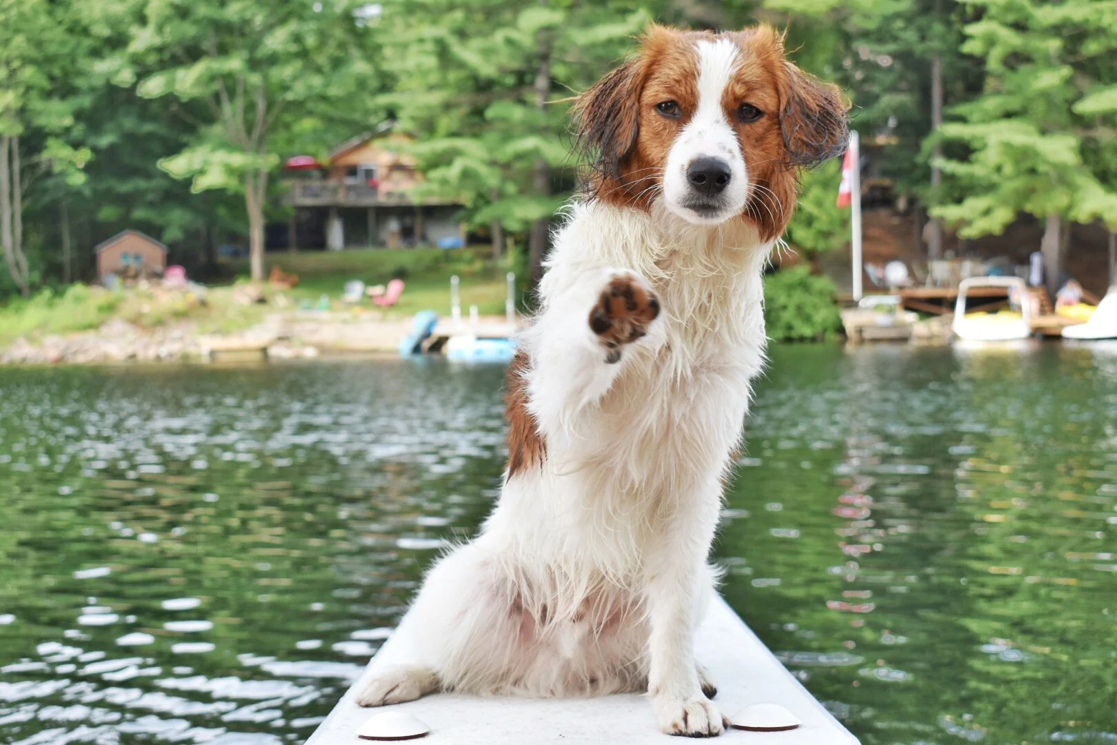 Walter, a Nederlandse Kooikerhondje, sitting wet on a dock by the lake and raising his paw.