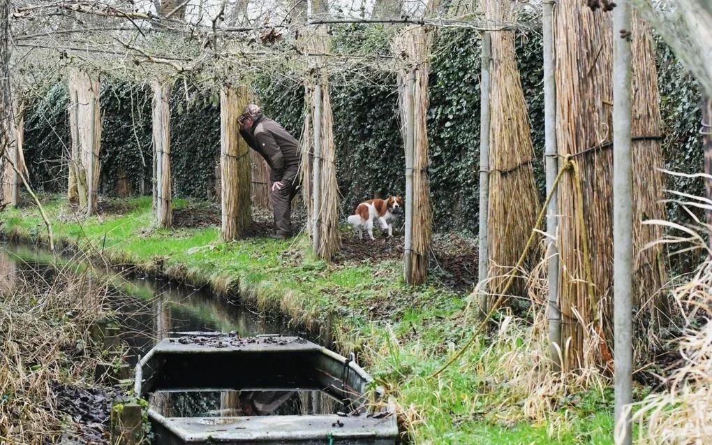 Kooikerhondje working in the eendenkooi with his master