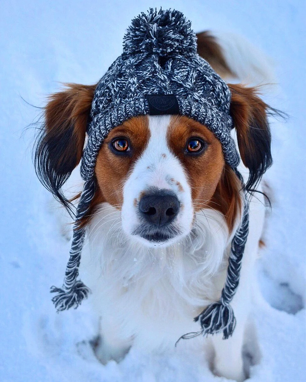 Walter the Kooikerhondje wearing a knit winter hat with a pompom on top, standing on snow.