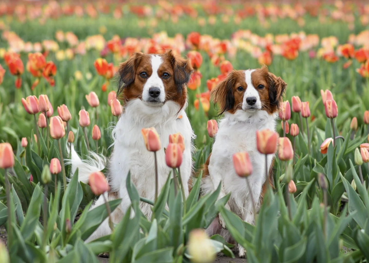 Walter and Kenya, two Nederlandse Kooikerhondjes, sitting among colourful pink and orange tulips.