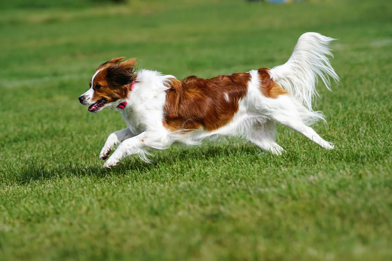 Kenya, a Kooikerhondje, running across a grassy field during disc training.