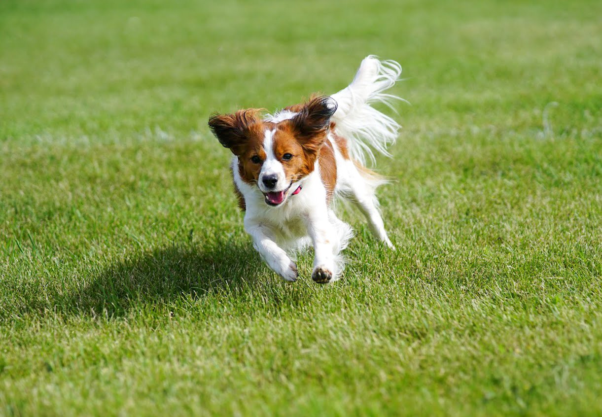 Kenya, a Kooikerhondje, running across a grassy field during disc training.