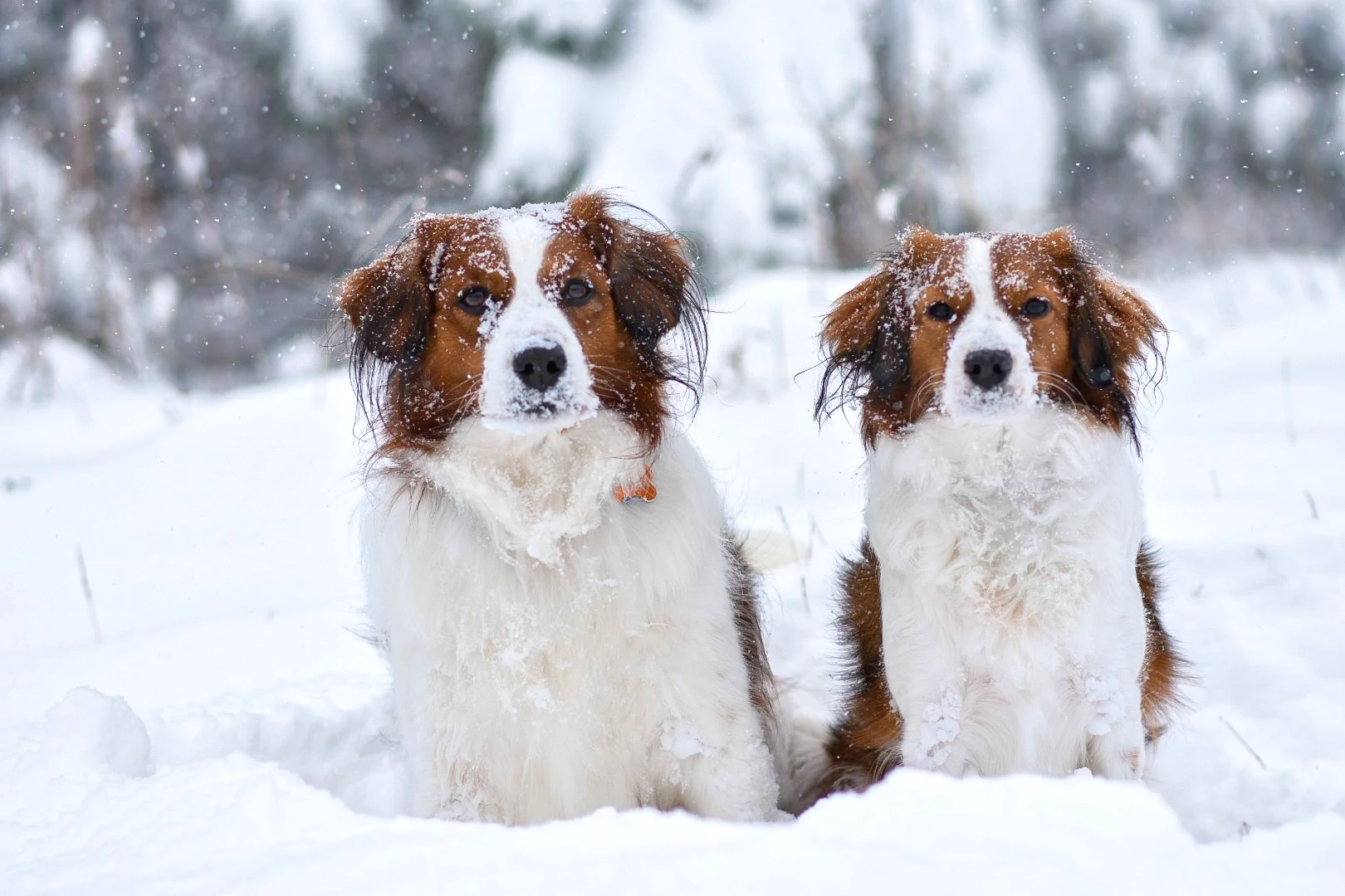 Winter Dogs in the snow
