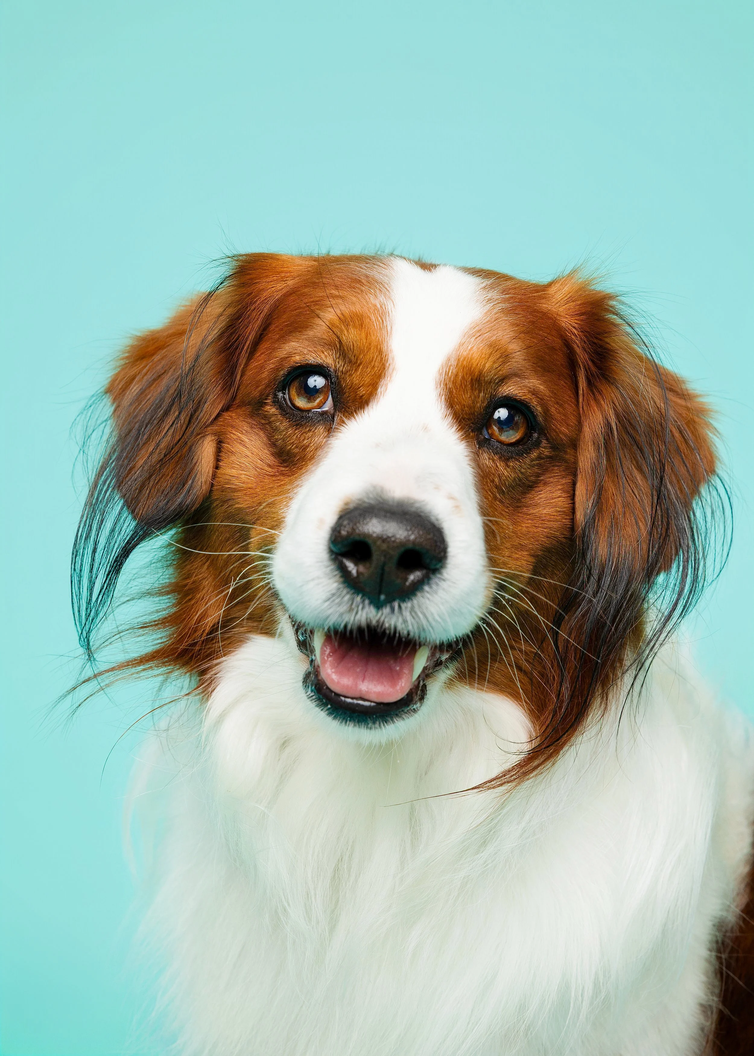 Kooikerhondje Dog Posing
