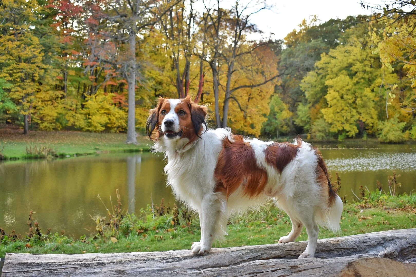 Walter, a Nederlandse Kooikerhondje, posing on a log by a lake surrounded by autumn foliage.