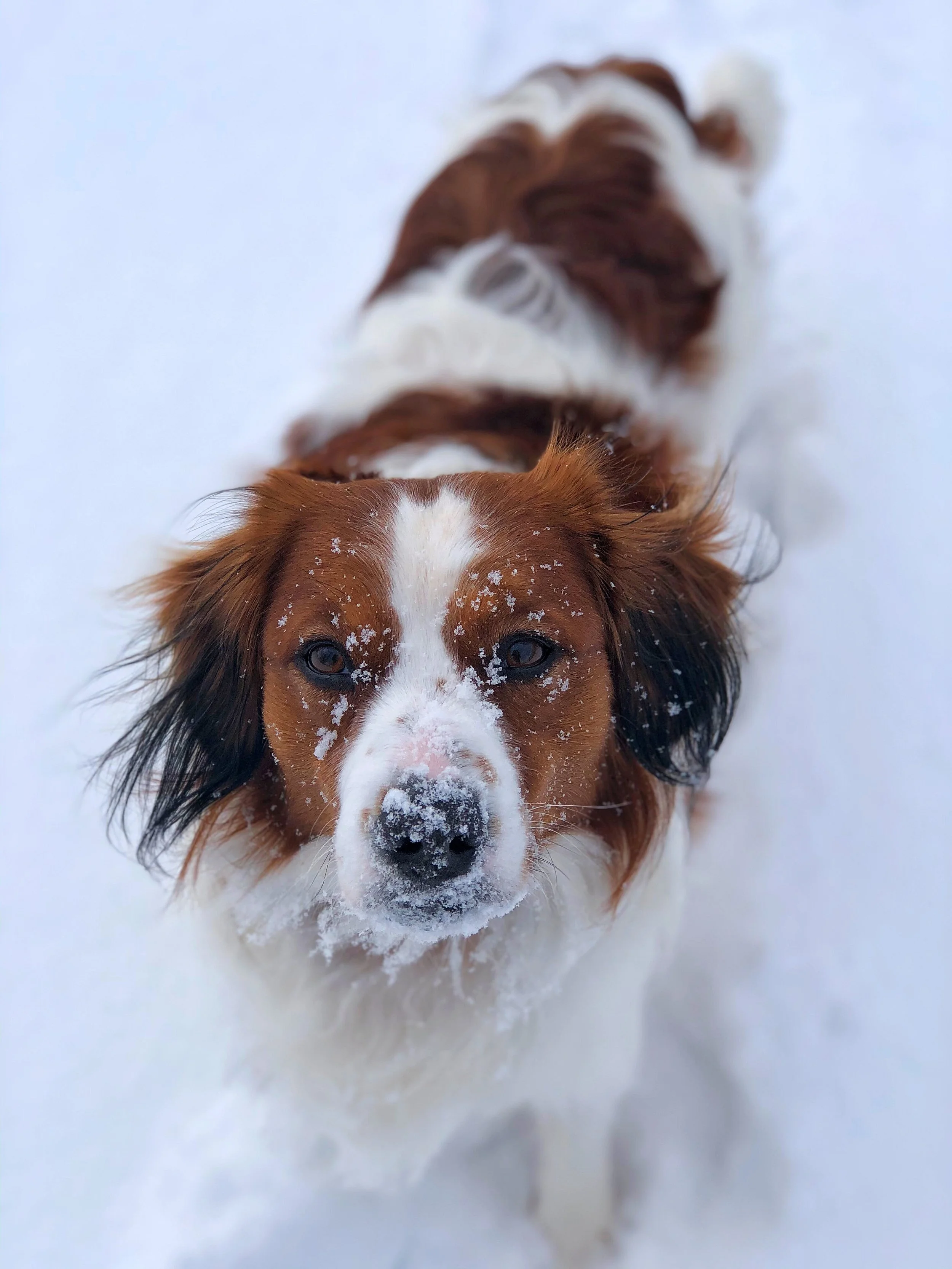 A Nederlandse Kooikerhondje standing in snow with snow on its nose and face.