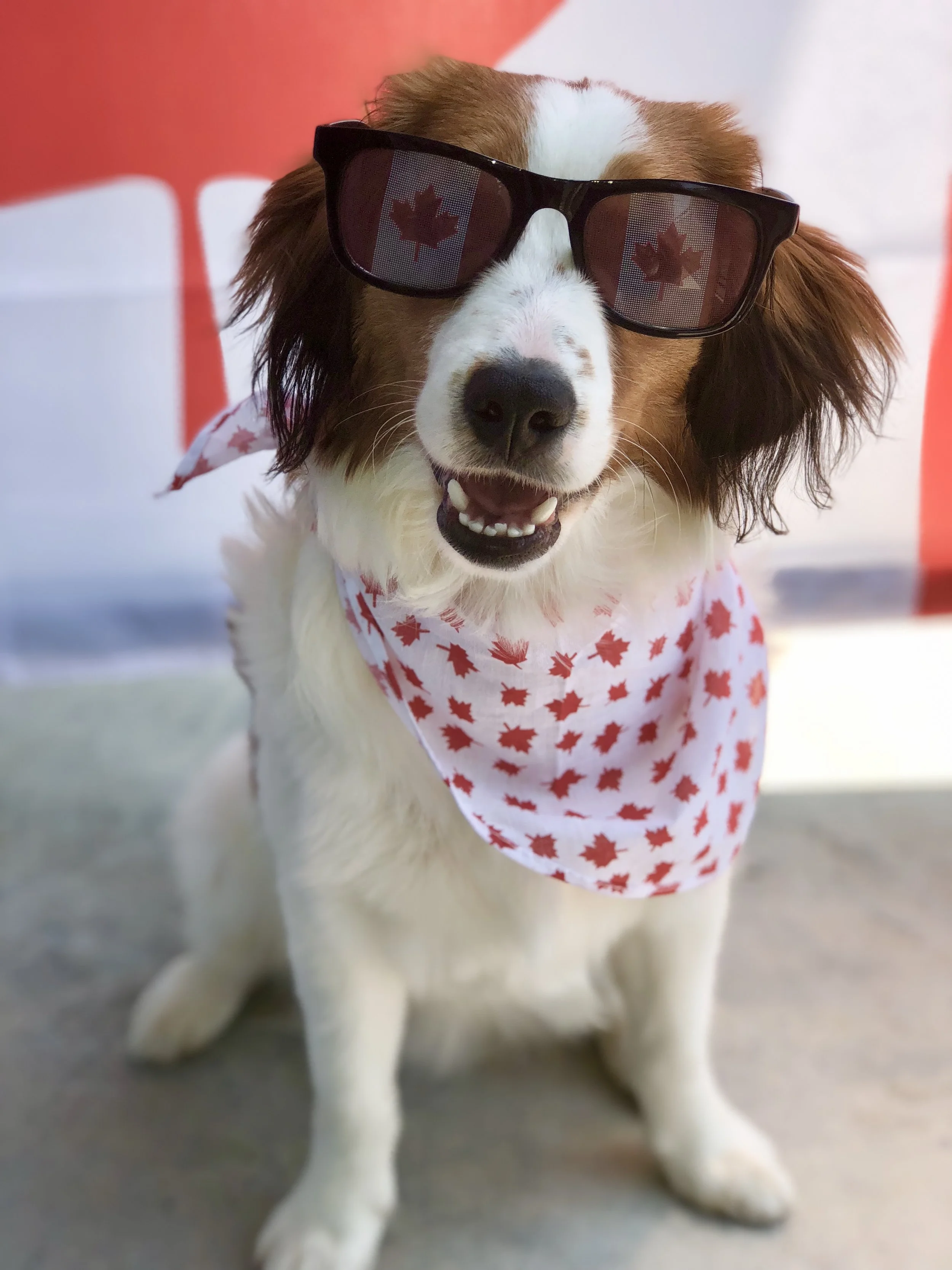 Walter, a Nederlandse Kooikerhondje, wearing Canadian flag sunglasses and a maple leaf bandana.