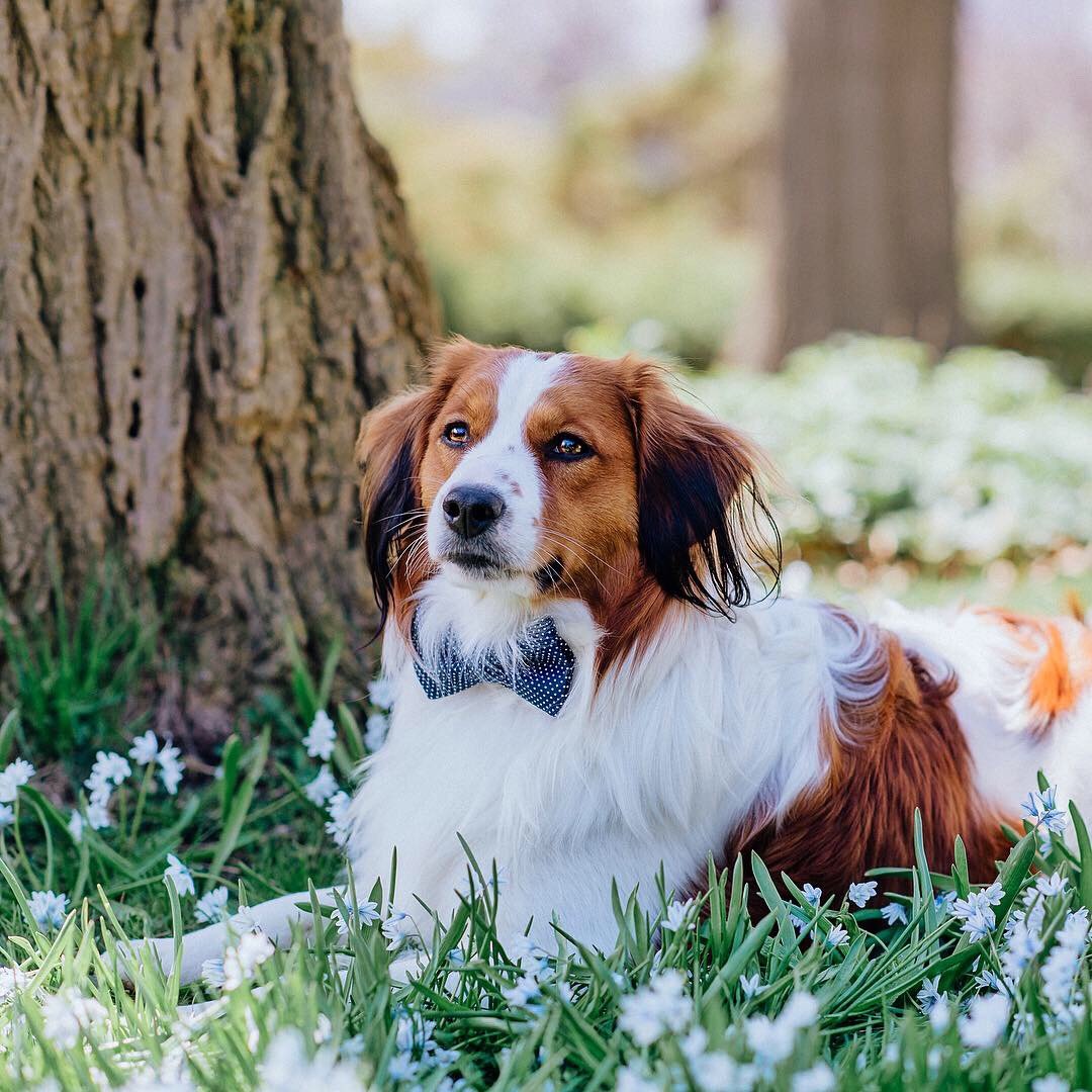 Handsome Dog Wearing a Bow Tie