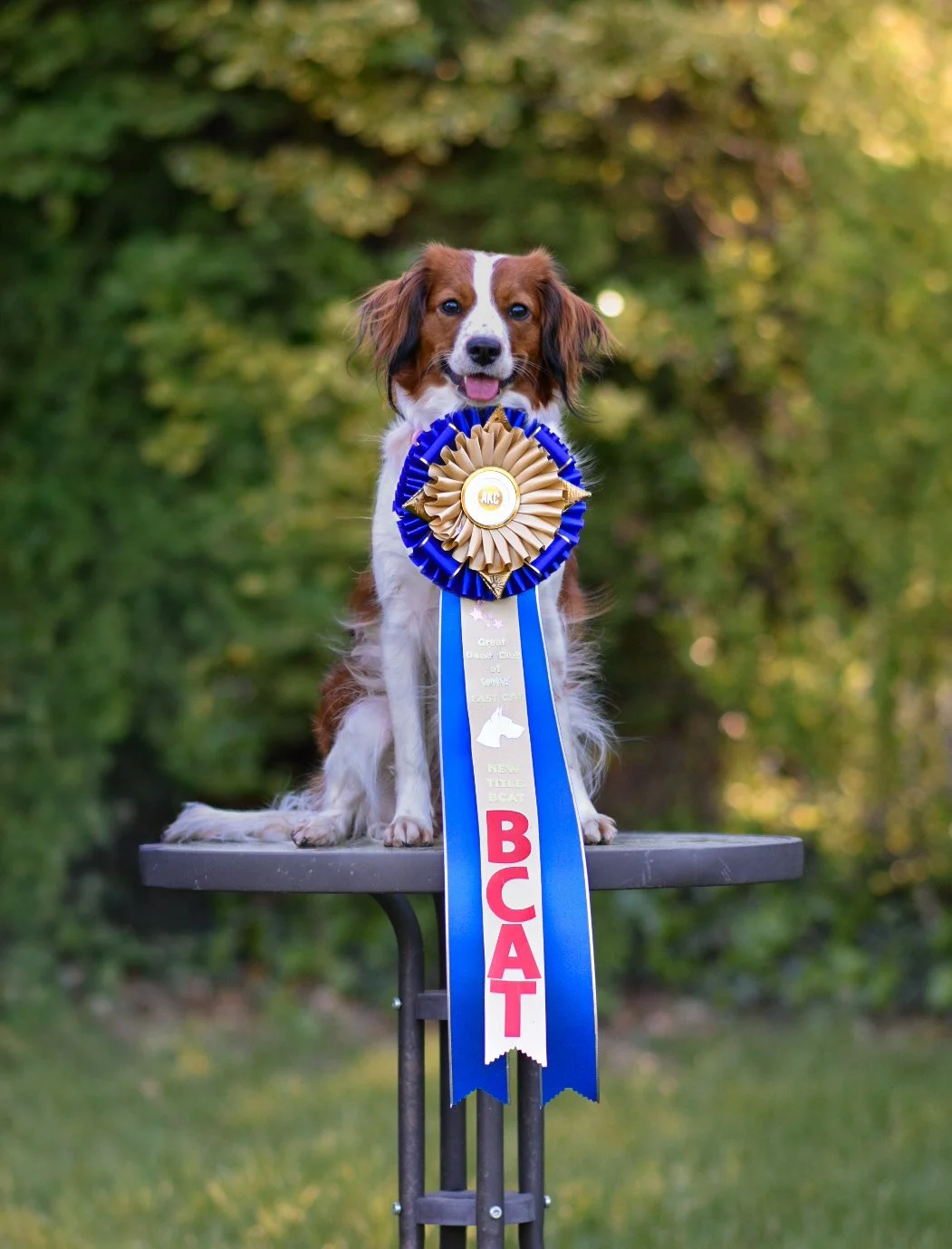 Kenya, a Nederlandse Kooikerhondje, posing with her BCAT title ribbon earned in Fast CAT, known as Sprinter in Canada.