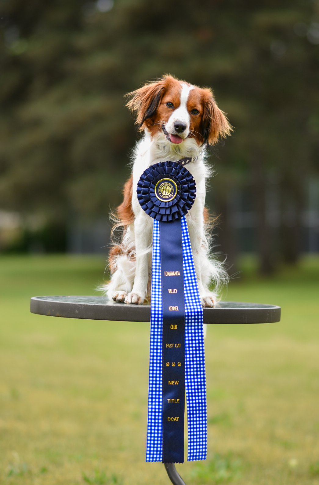 Kenya, a Nederlandse Kooikerhondje, posing with her DCAT title ribbon earned in Fast CAT.