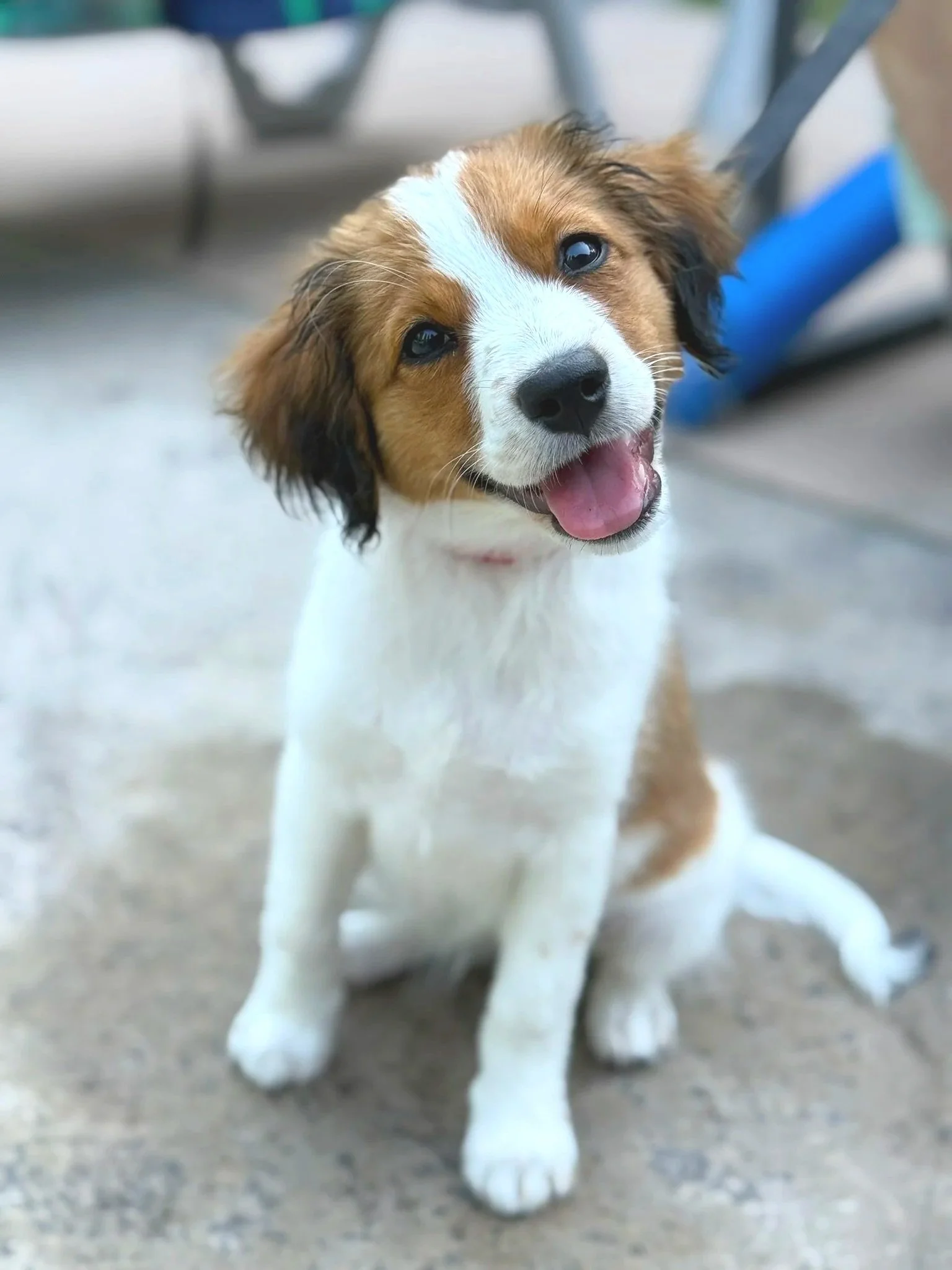 A close-up photo of a happy Kooikerhondje puppy, Kenya, with her pink tongue showing, standing on a concrete surface with a metal structure in the background.