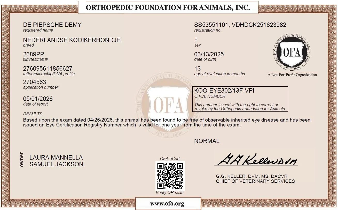 OFA eye examination certificate for Kenya, De Piepsche Demy, a Nederlandse Kooikerhondje, showing normal eye health results.