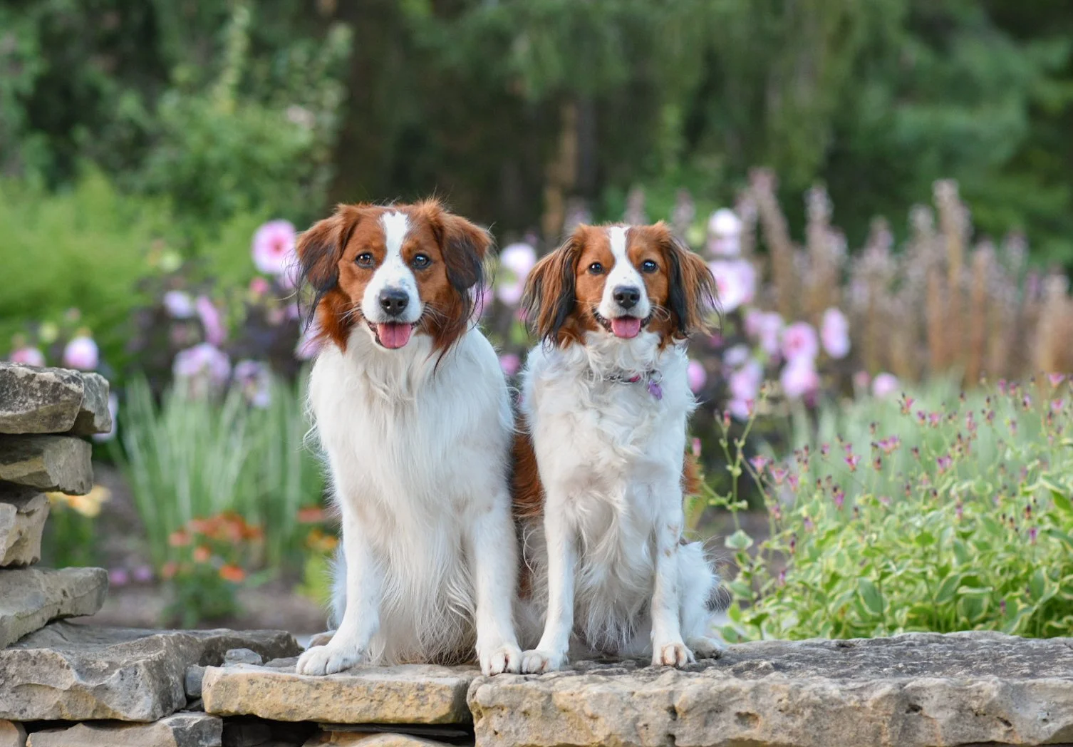 Two Kooiker dogs sitting on a stone wall in a garden with pink flowers and green foliage.