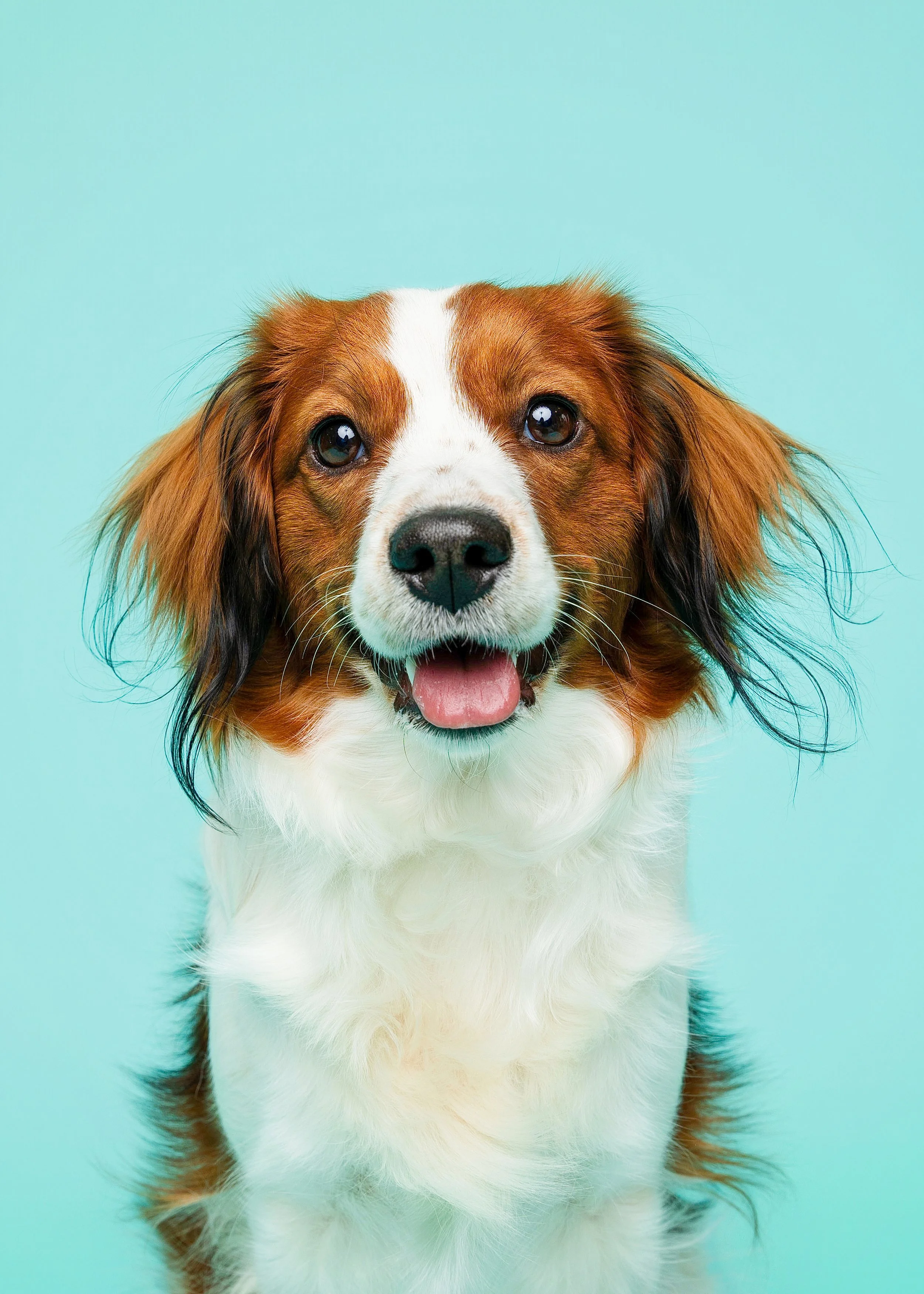 Close-up portrait of Kenya, a Kooikerhondje, against a light blue background.