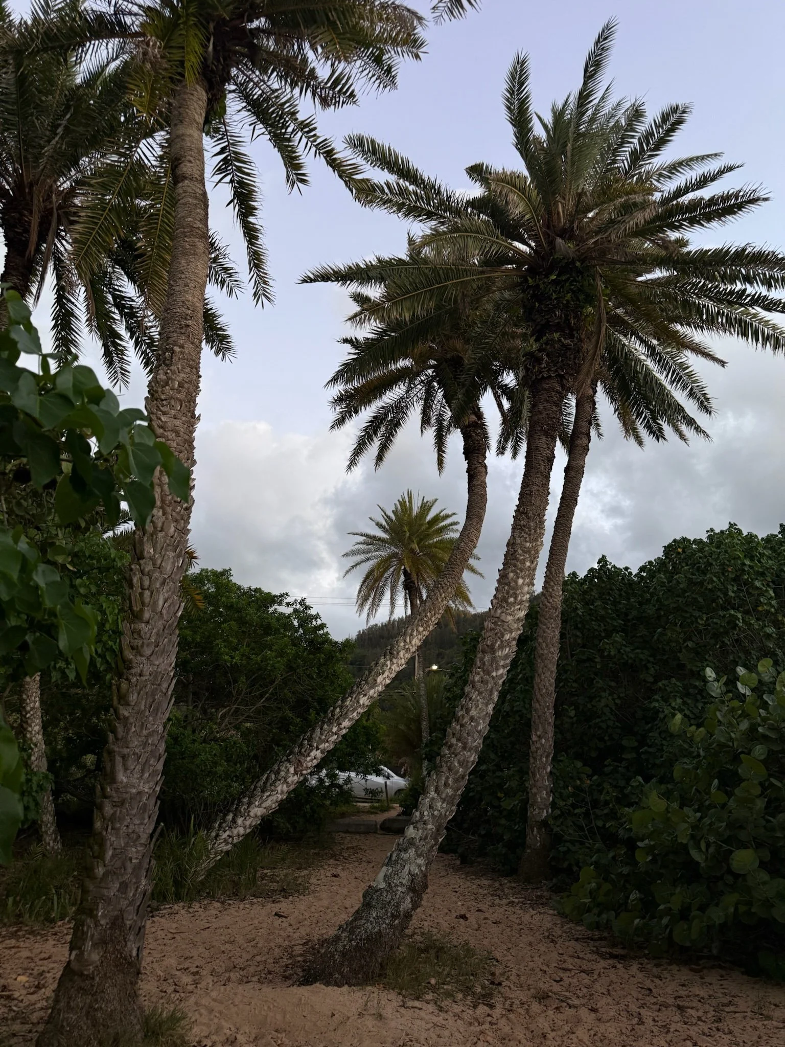Multiple leaning palm trees on sandy ground with green bushes and a cloudy sky in the background.