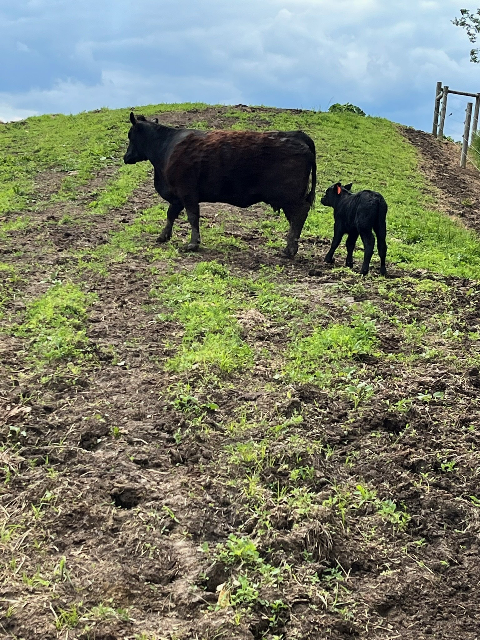 A cow and a calf walking up a grassy, dirt hillside under a partly cloudy sky.