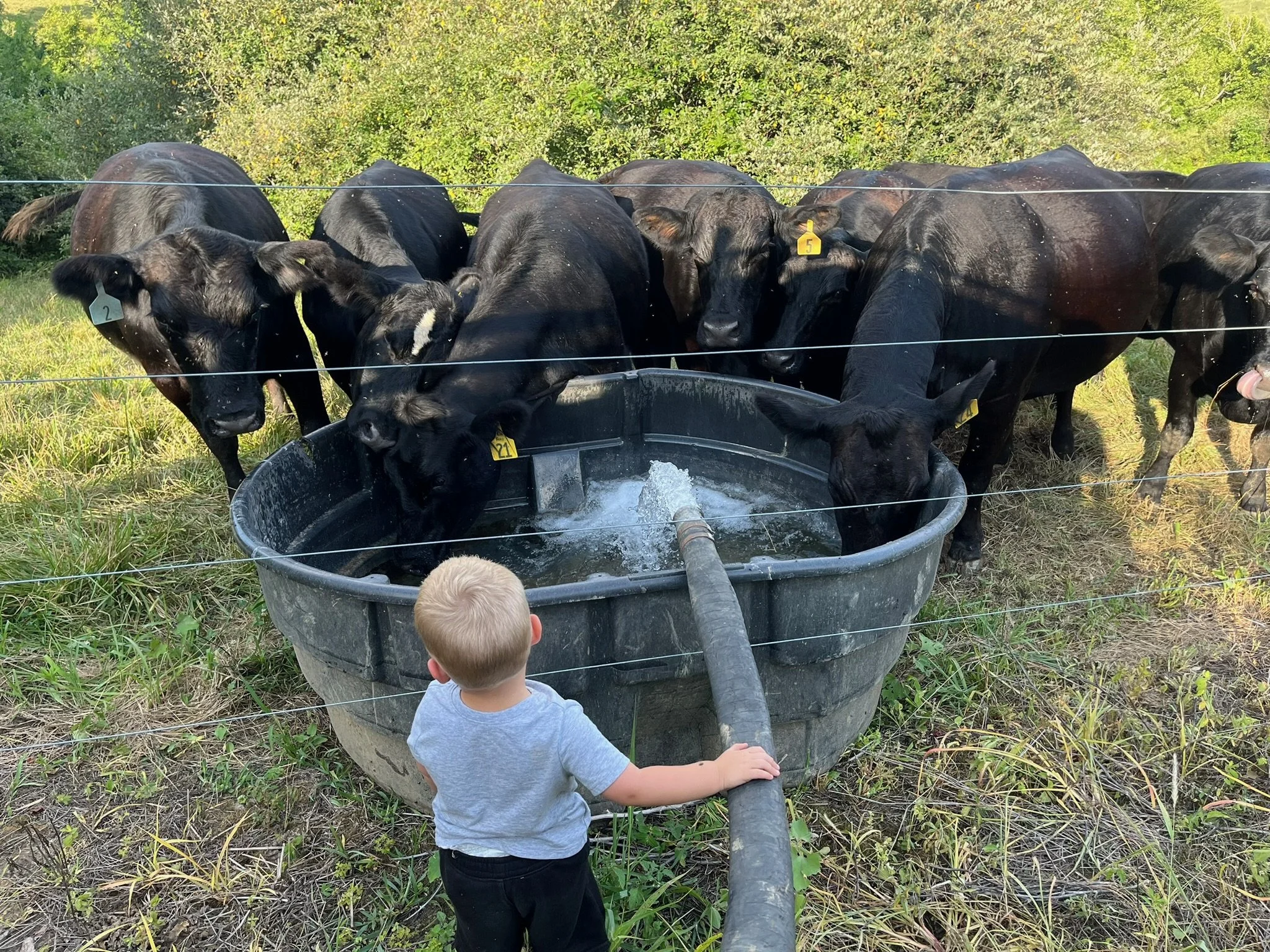 A small child in a gray shirt and black pants is standing outside a fence, holding a large hose that is pouring water into a cattle trough. Several black calves are gathered around the trough, drinking water in a grassy field with a backdrop of green trees.