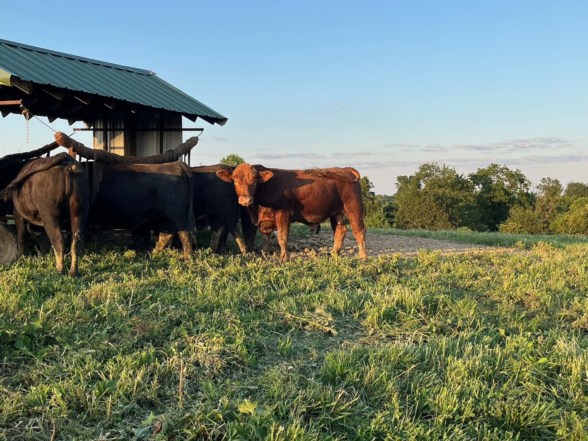 Cows grazing on a farm near a shed with a metal roof, with trees and a blue sky in the background.