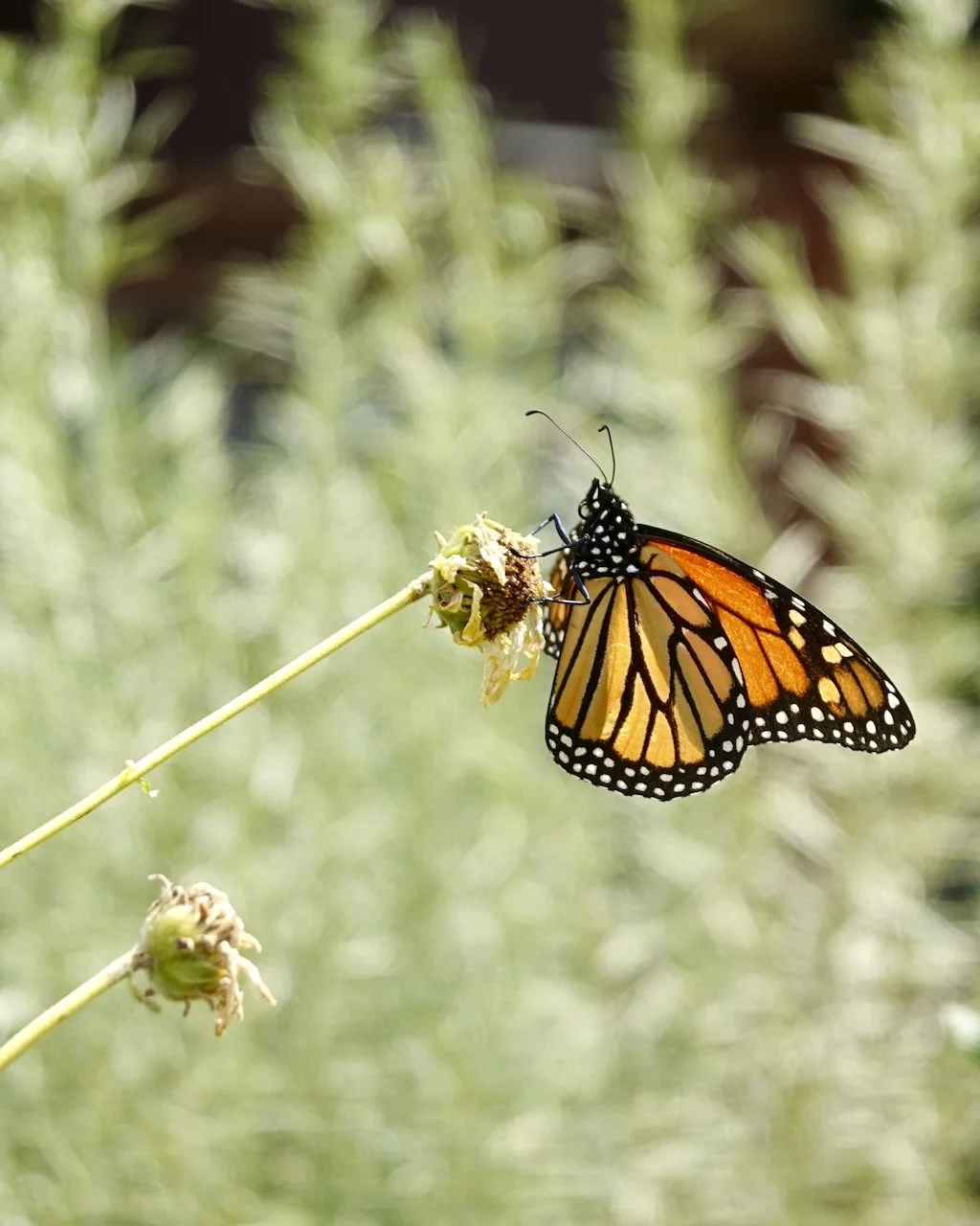 Close-up of a monarch butterfly perched on a withered flower on a thin stem.