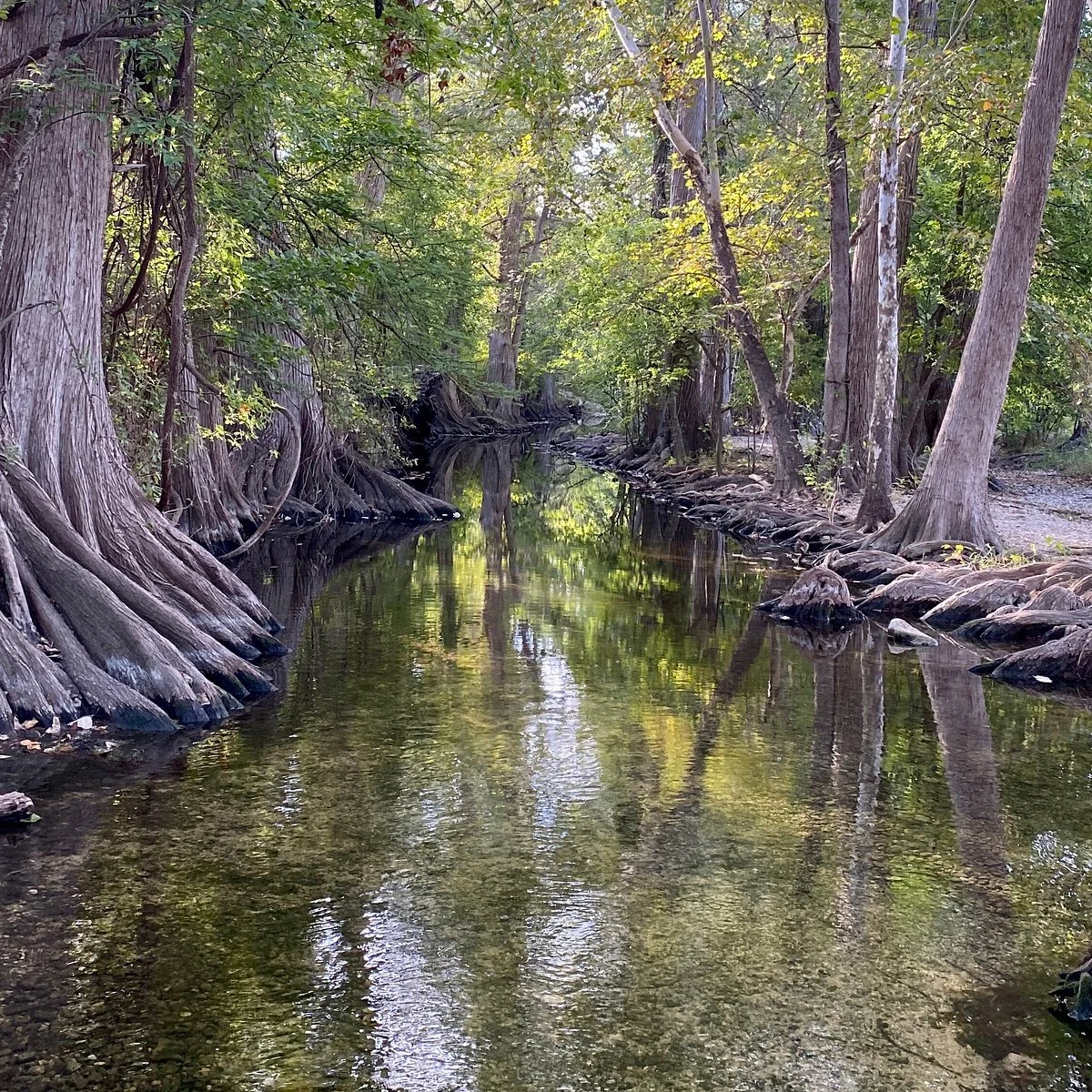 A narrow creek or stream runs through a forest with tall, twisted trees on both sides. The water reflects the green and yellow leaves of the trees, creating a tranquil, natural scene.