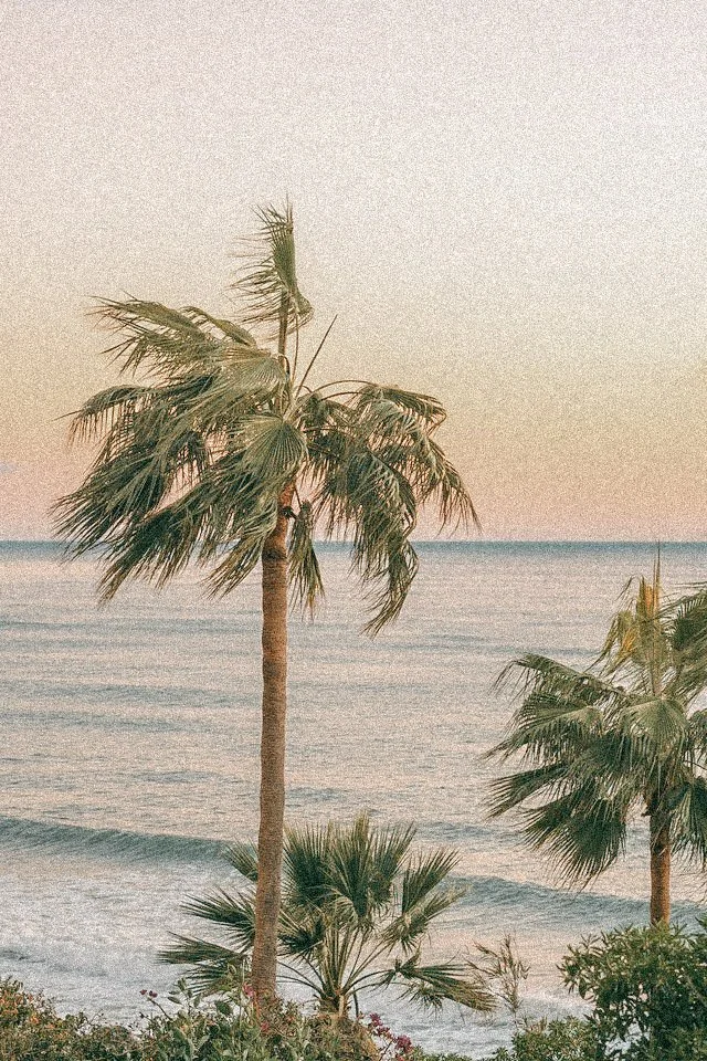 A beach scene with palm trees and the ocean in the background during sunset or sunrise.